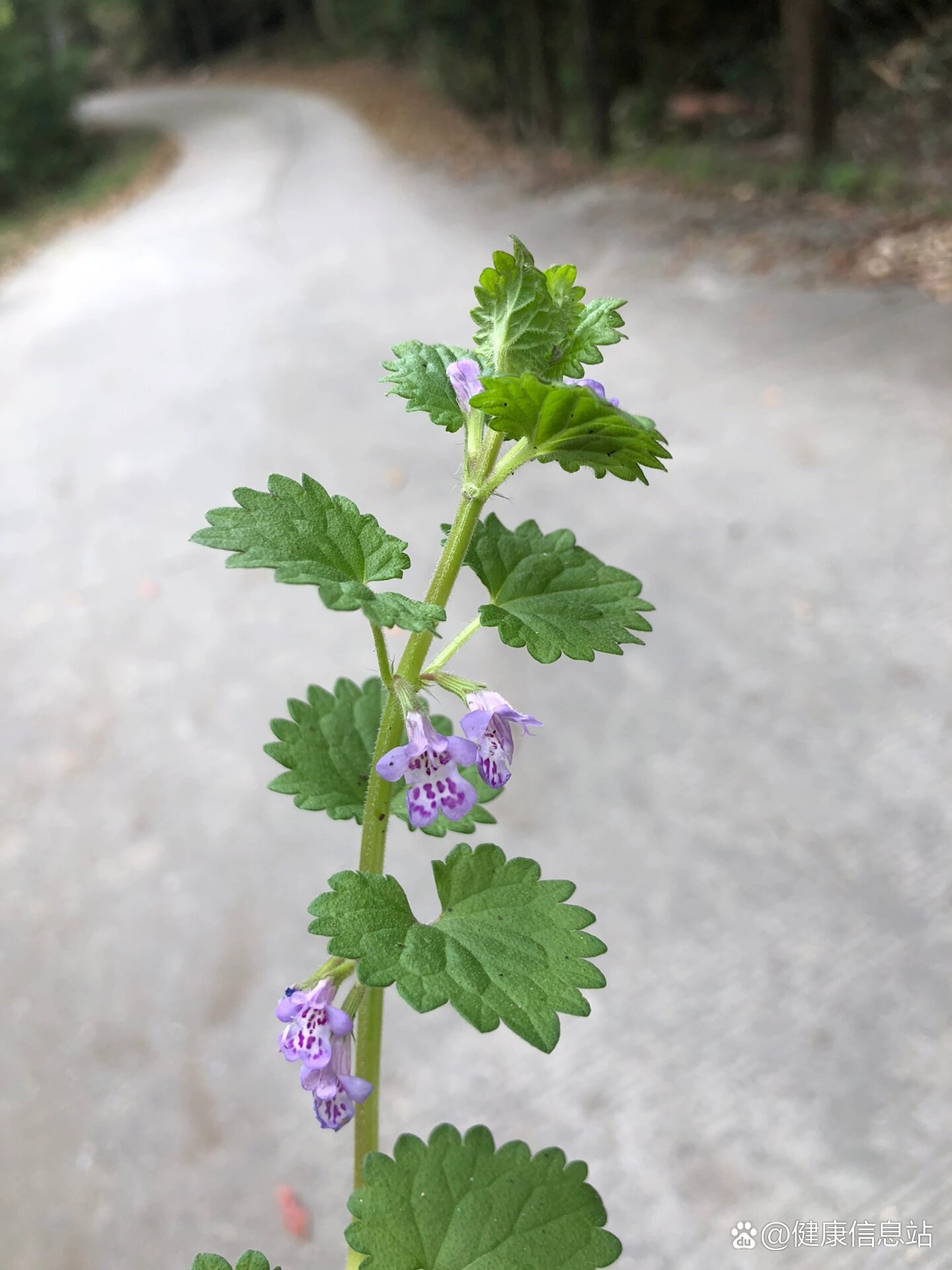 活血丹(杨八洞.3.27)(中药)