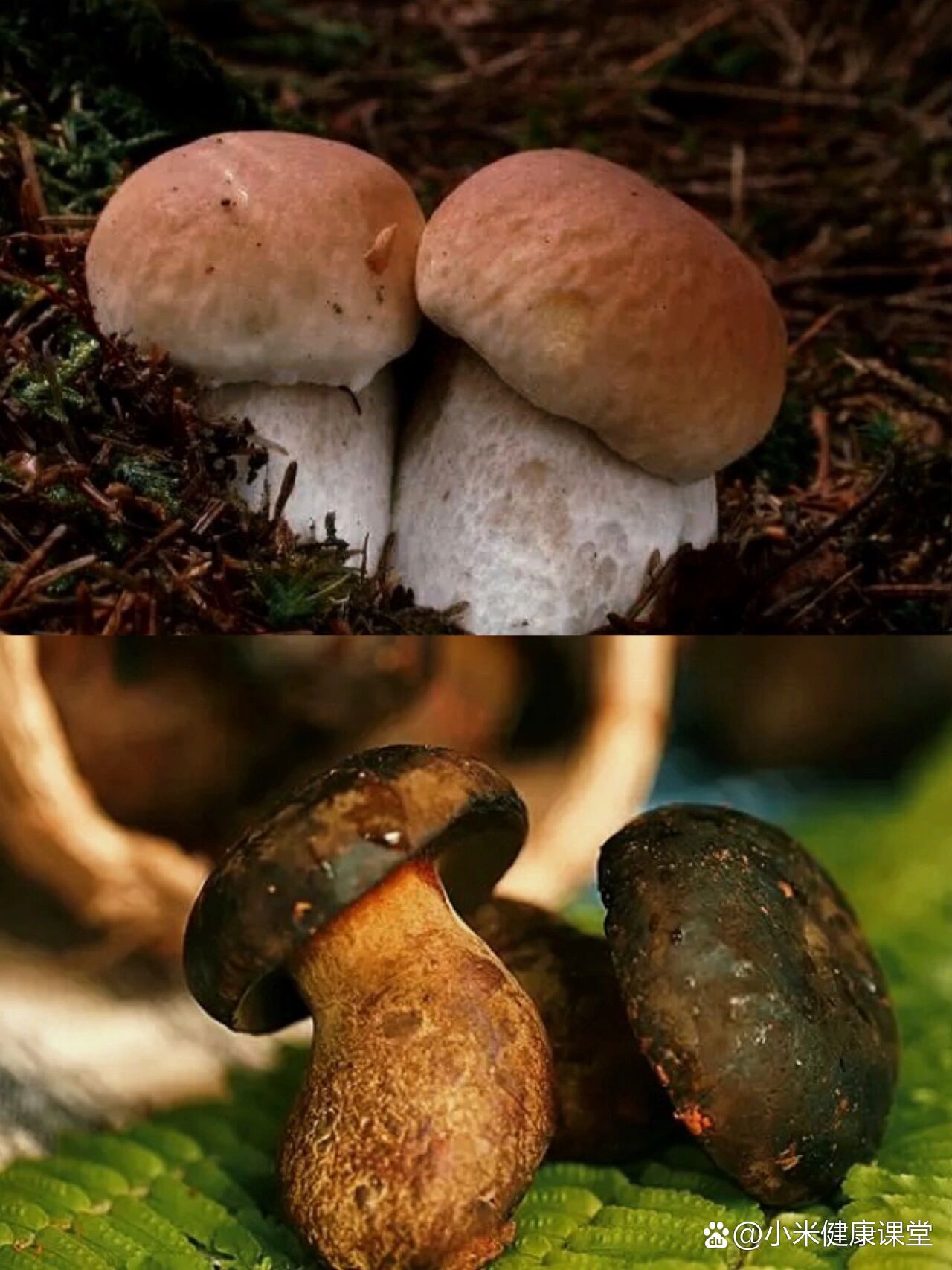 云南梦幻蘑菇|见手青