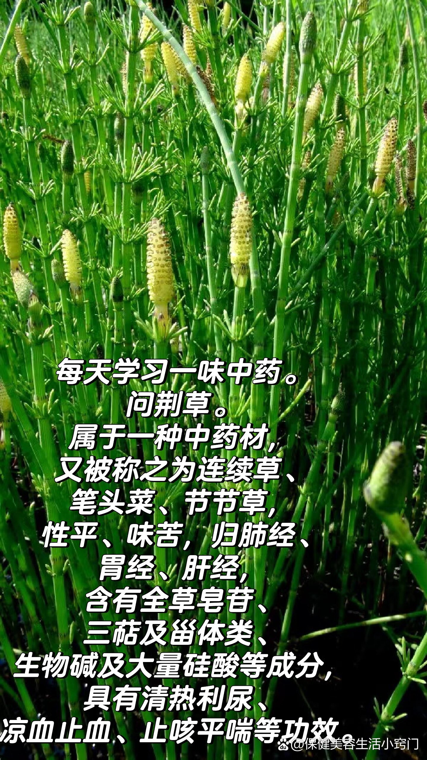  p>每天学习一味中药. br>问荆草.