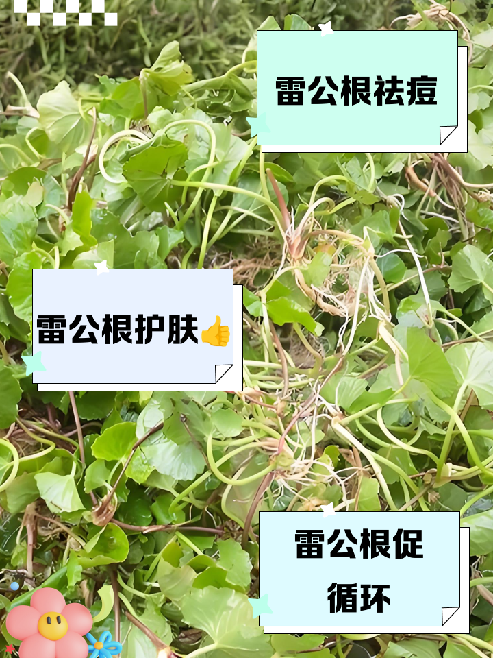 女人吃雷公根的好处
