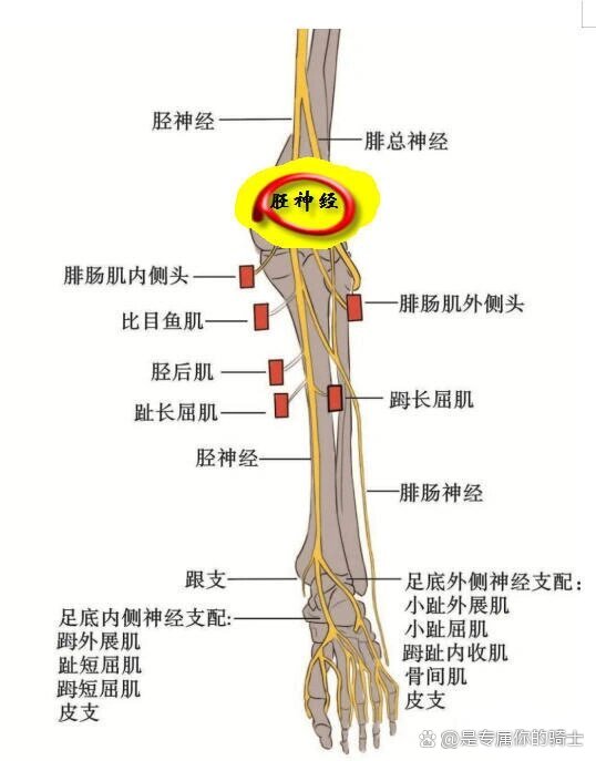 胫神经走行图图片