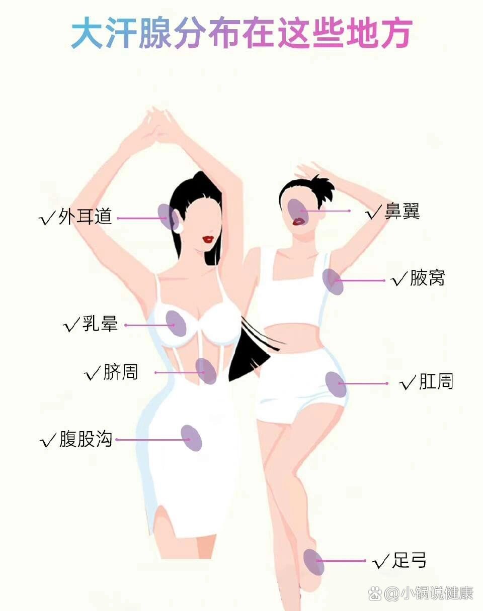 大汗腺分布在这8处你都知道吗?