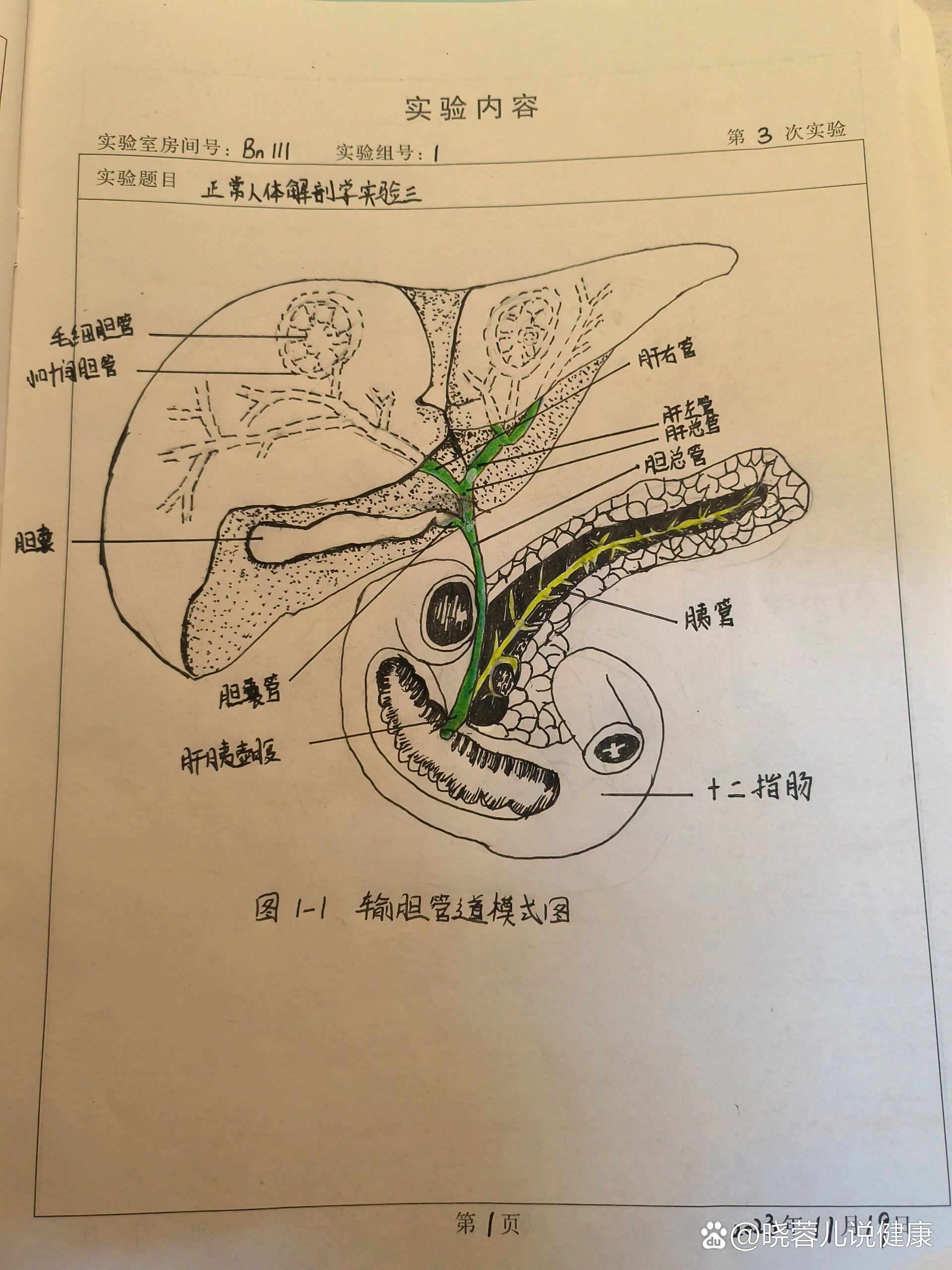 胆囊管结构图图片