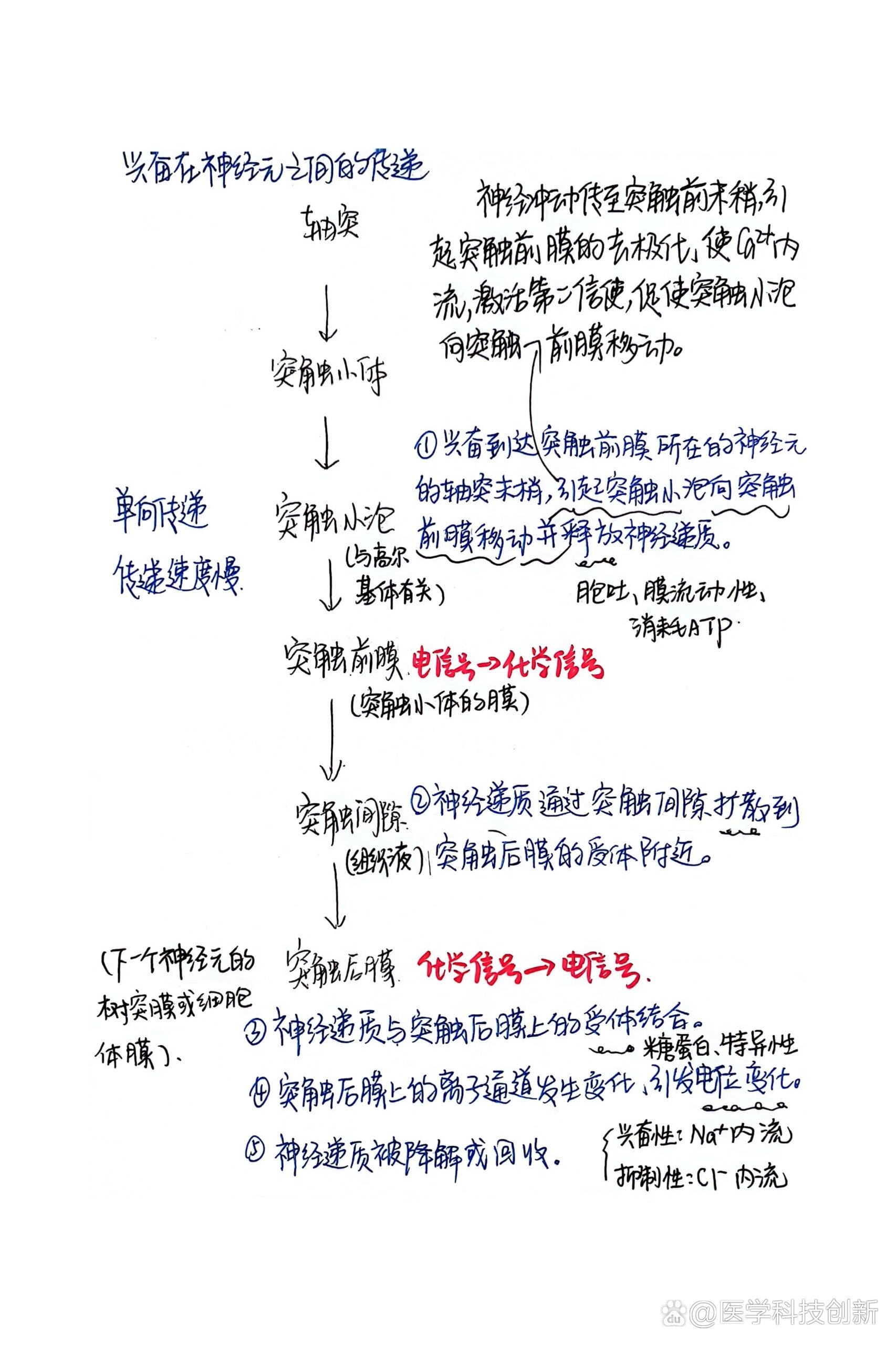兴奋在神经元之间的传递