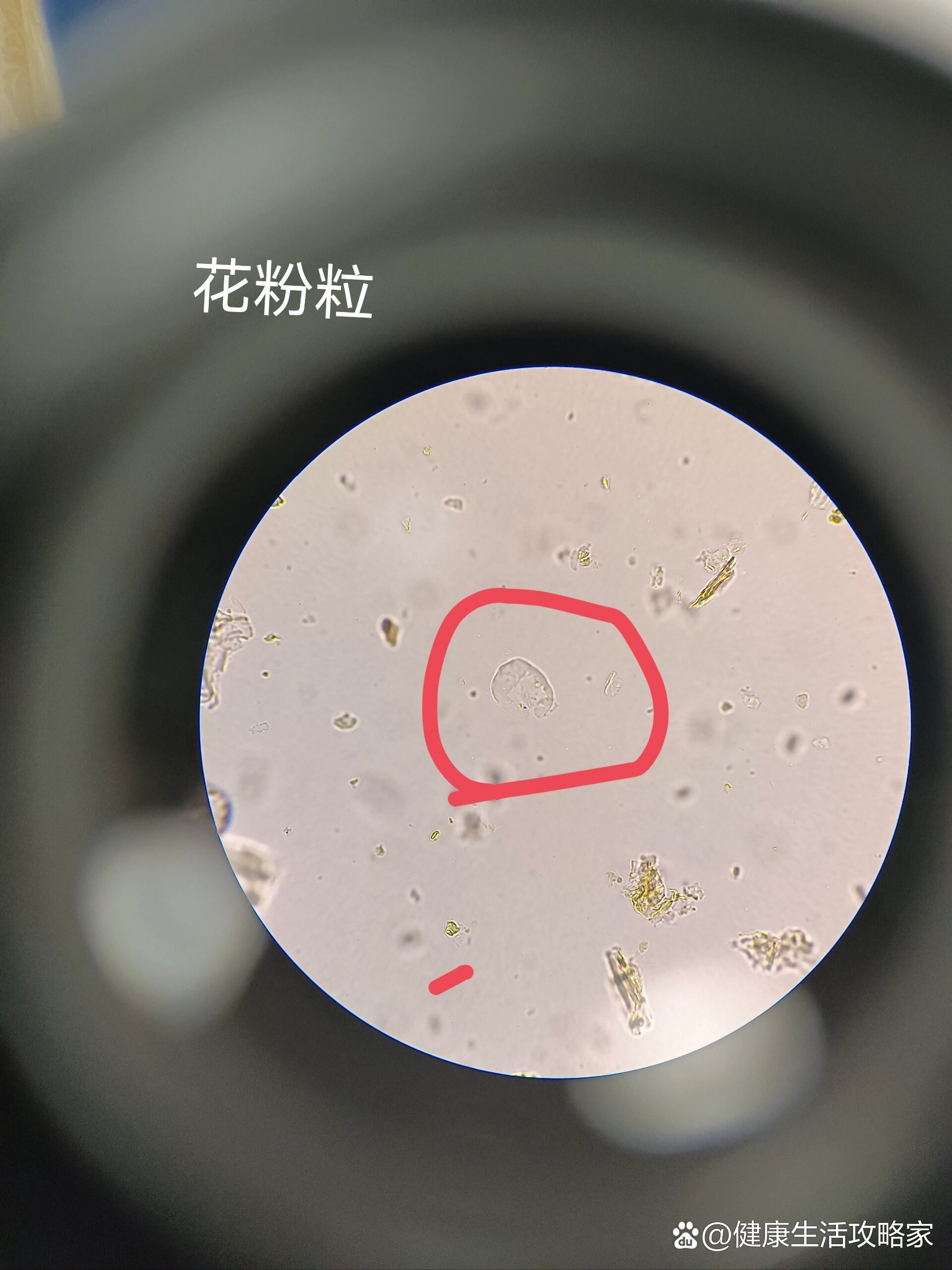 穿心莲的粉末鉴定