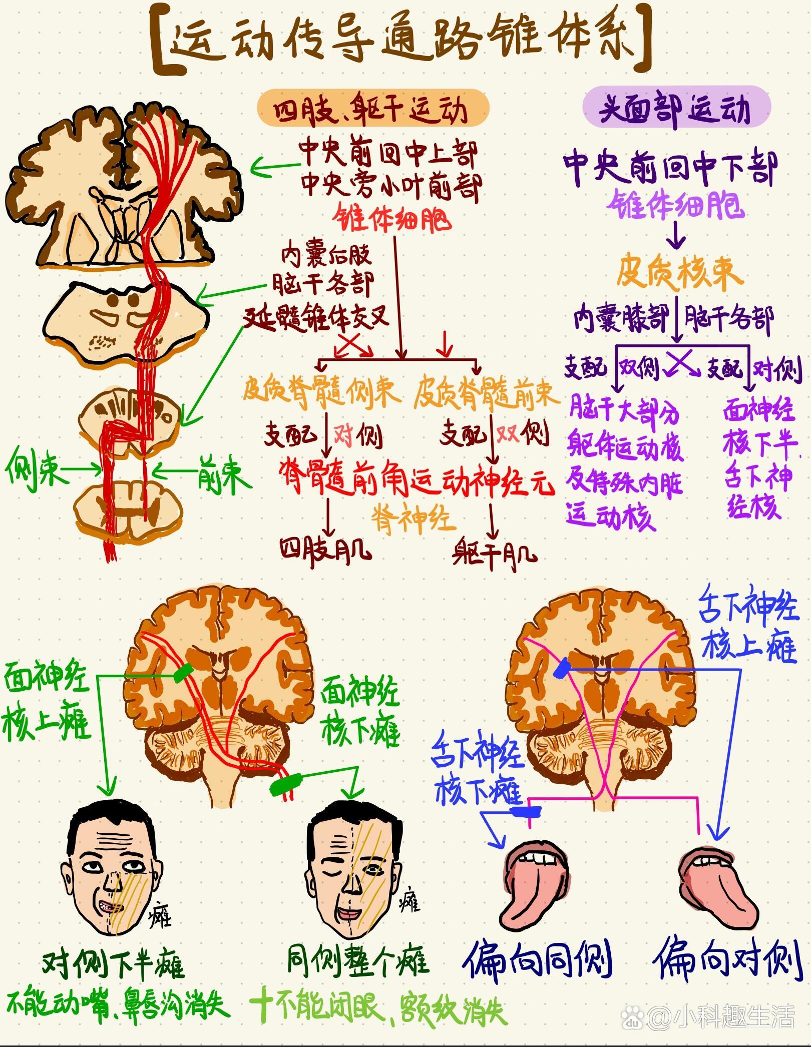 p  12 运动传导通路 98 面神经瘫 舌下神经瘫 /p