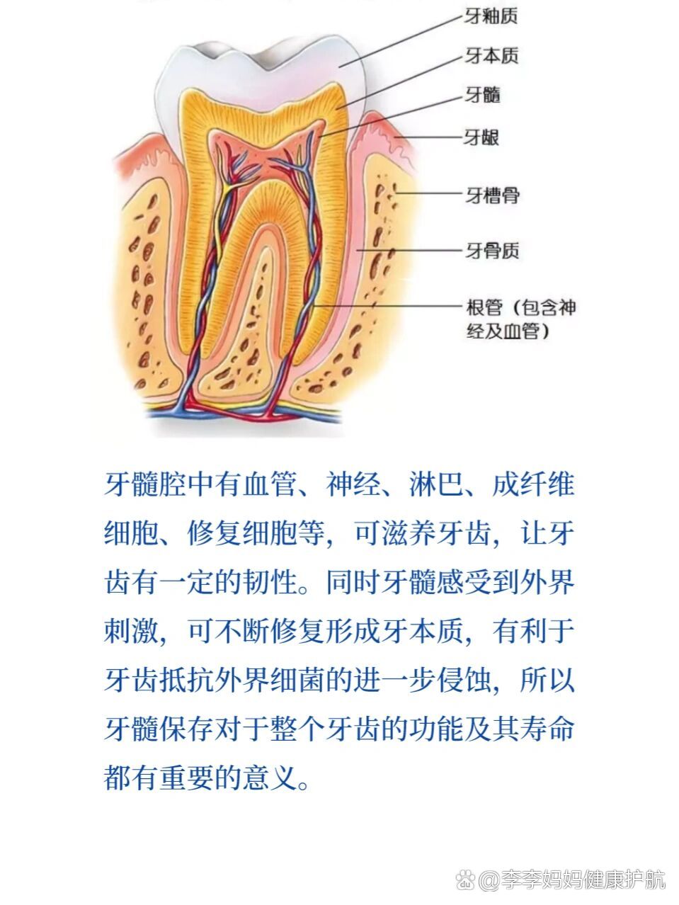 牙髓位置图图片