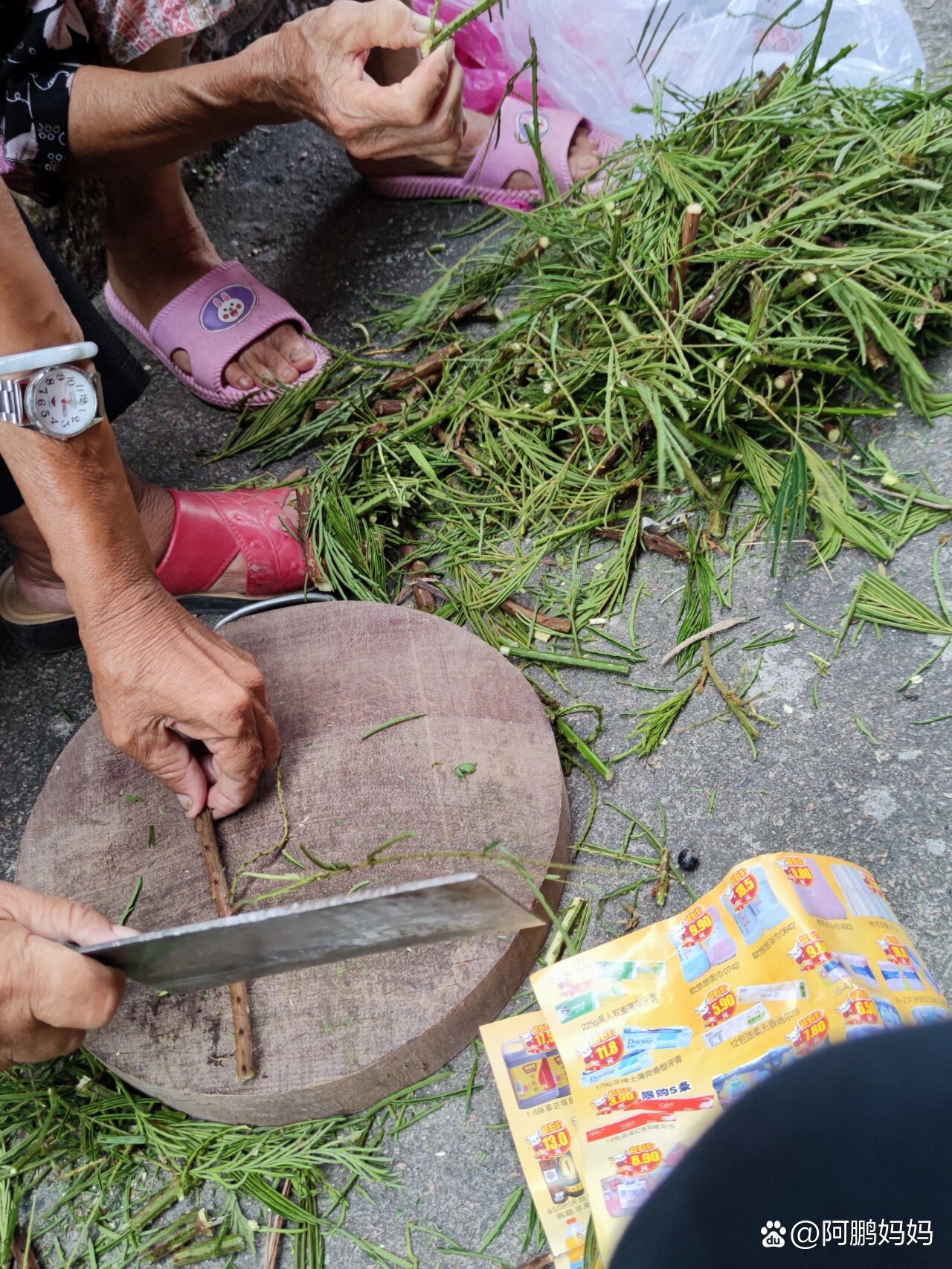 南蛇簕是對生蛇人士的恩物