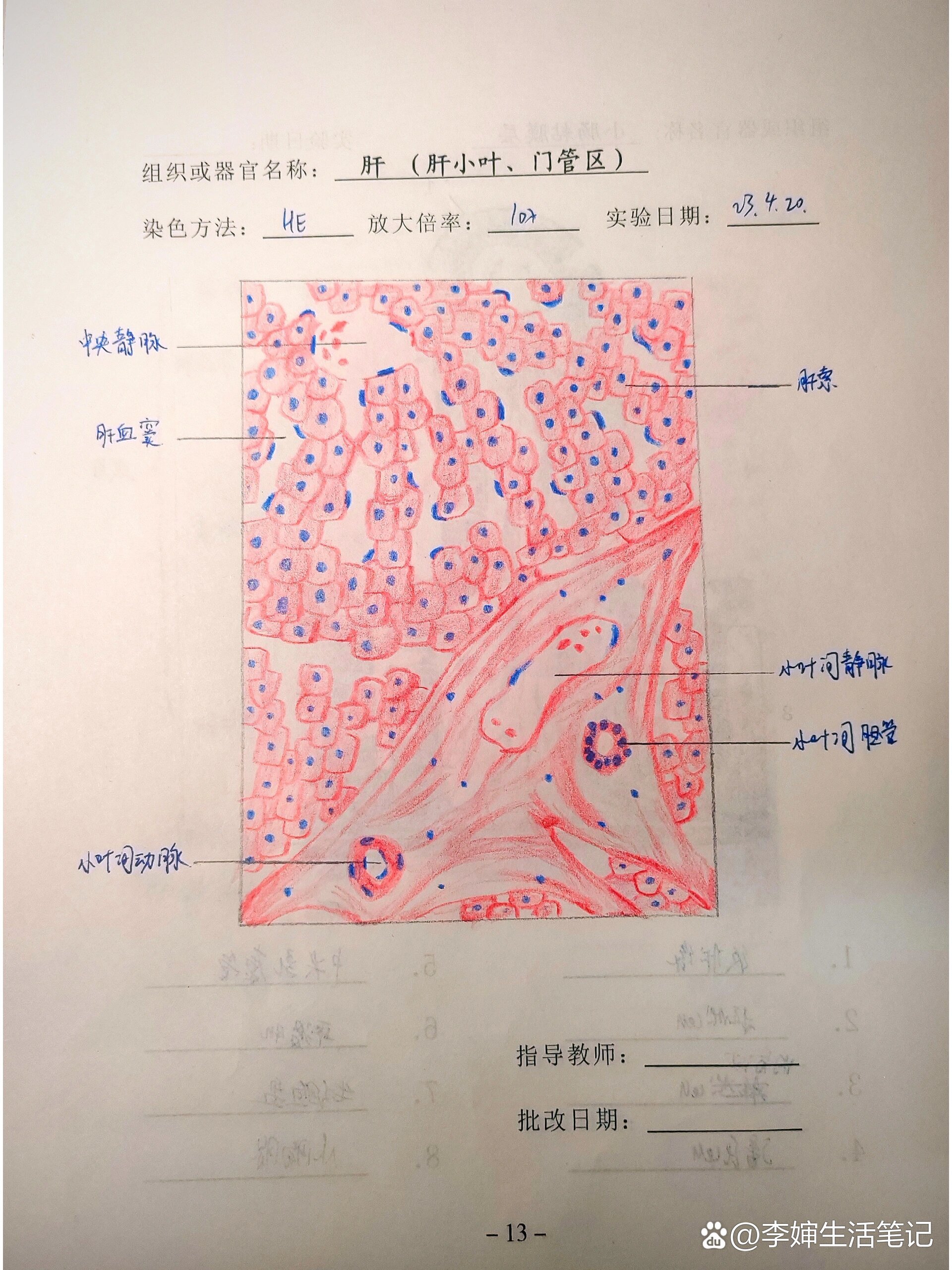 肝脏红蓝铅笔手绘图图片