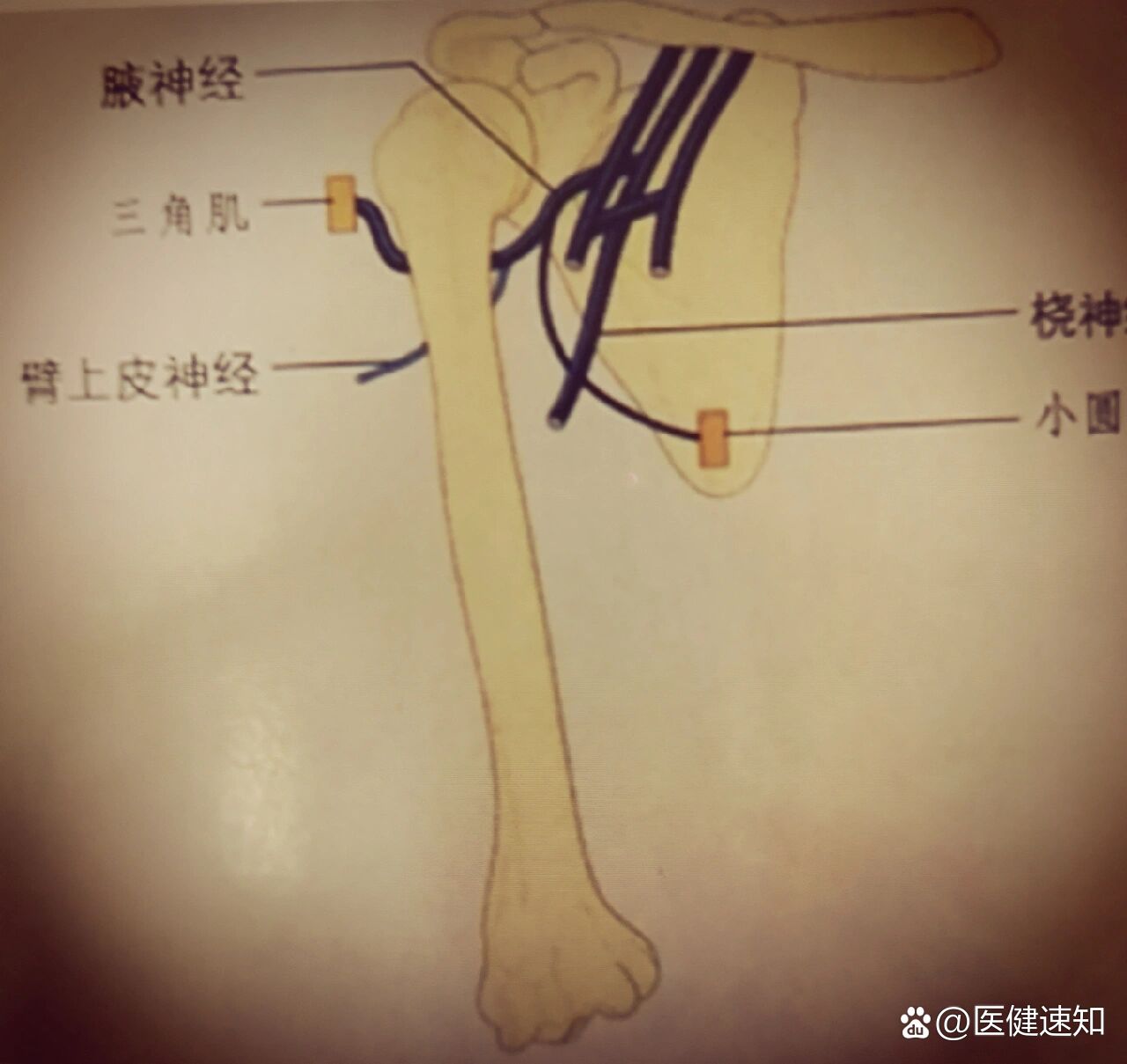 腋神经走行解剖图图图片