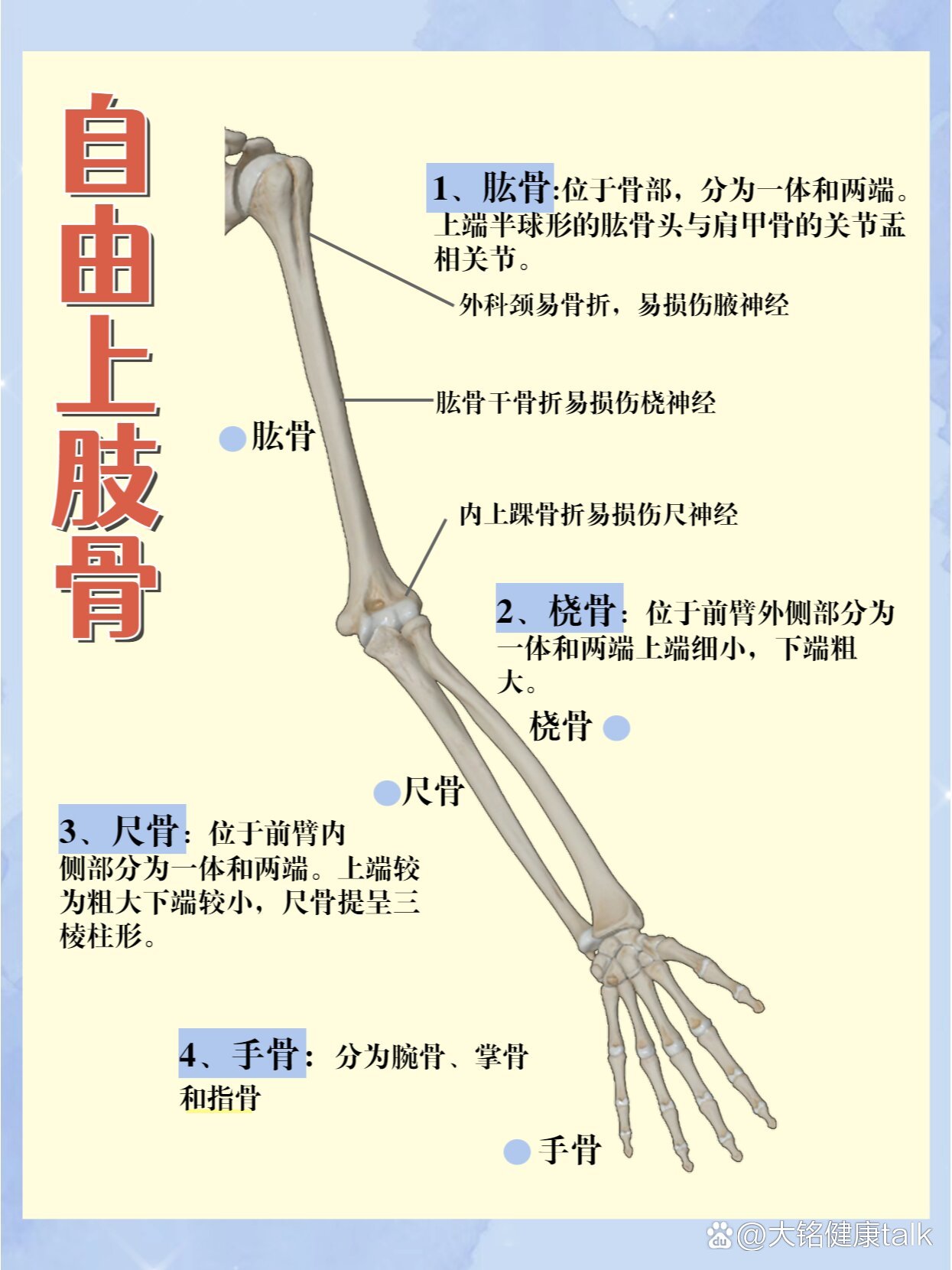 维萨里3d解剖
