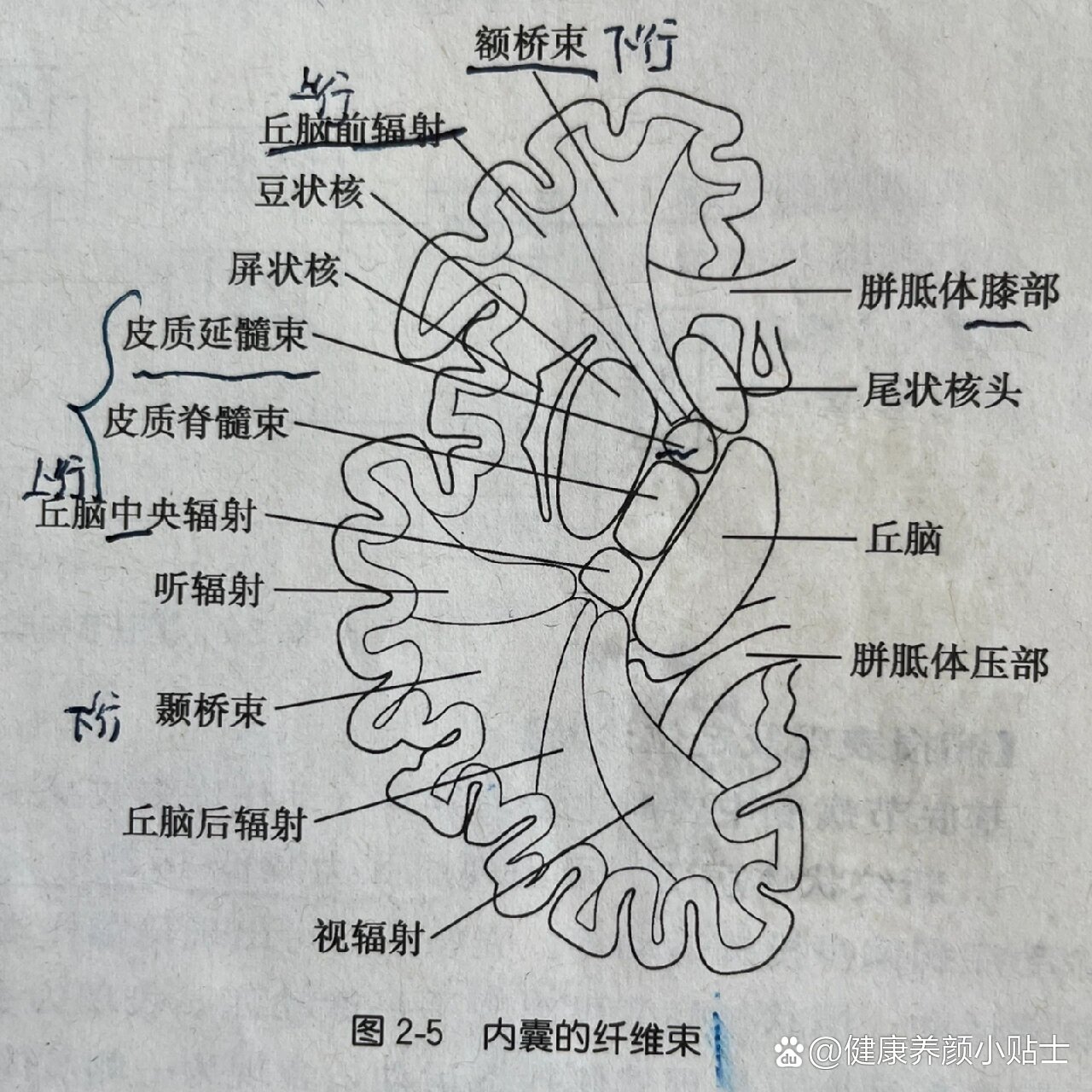 上行纤维束图片