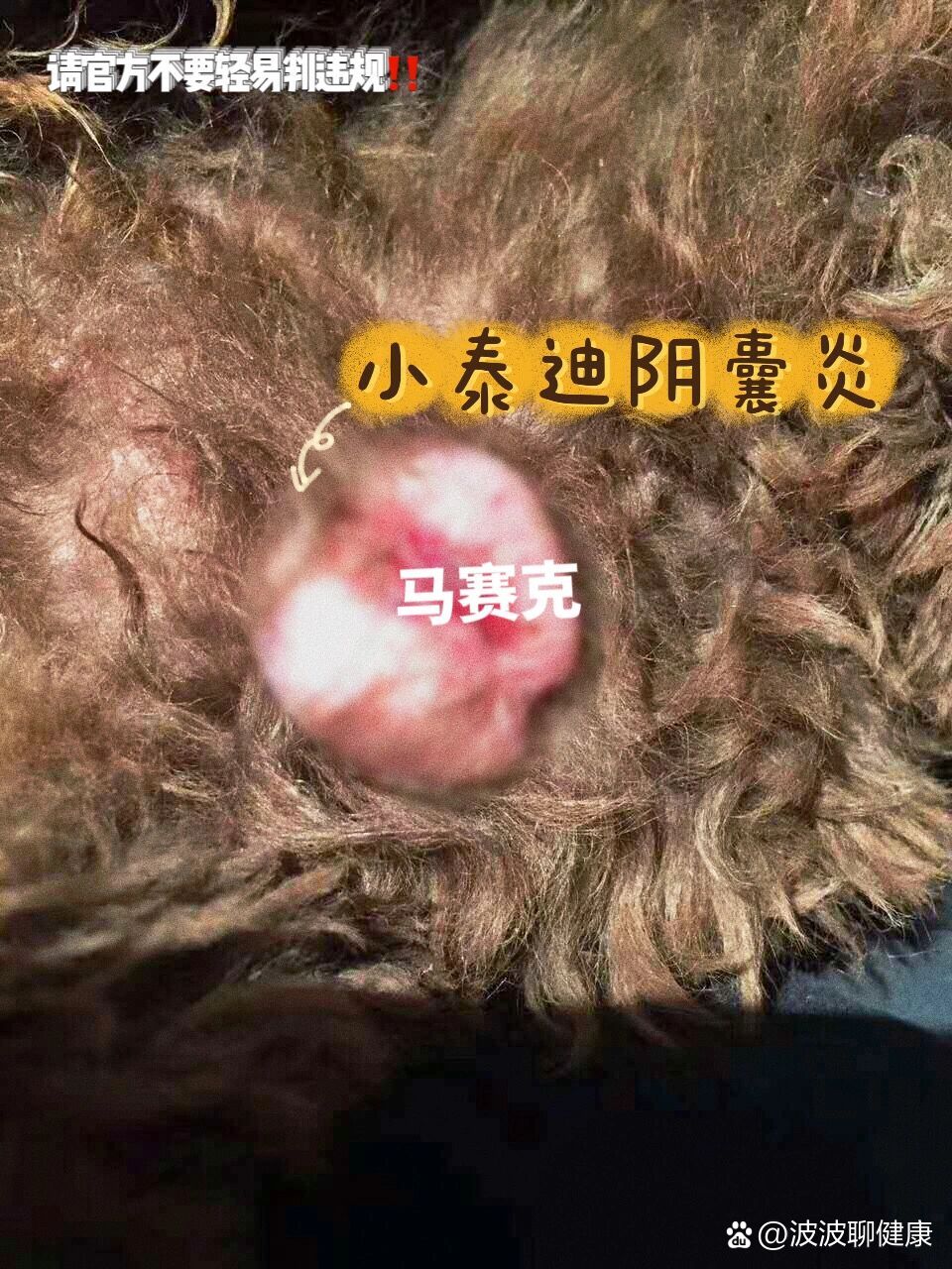 狗狗阴囊炎