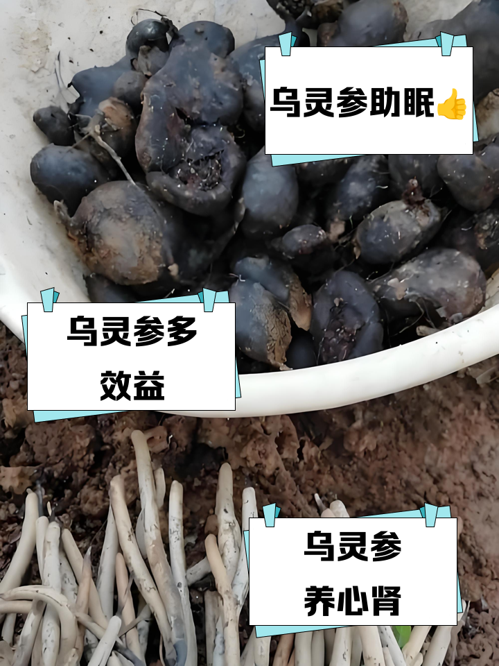 乌灵参对女人的好处