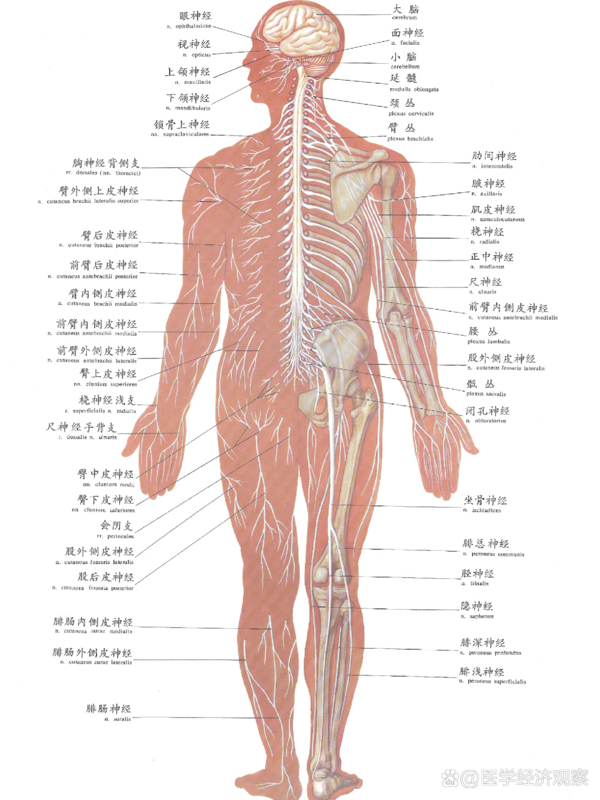 神经系统组成示意图图片