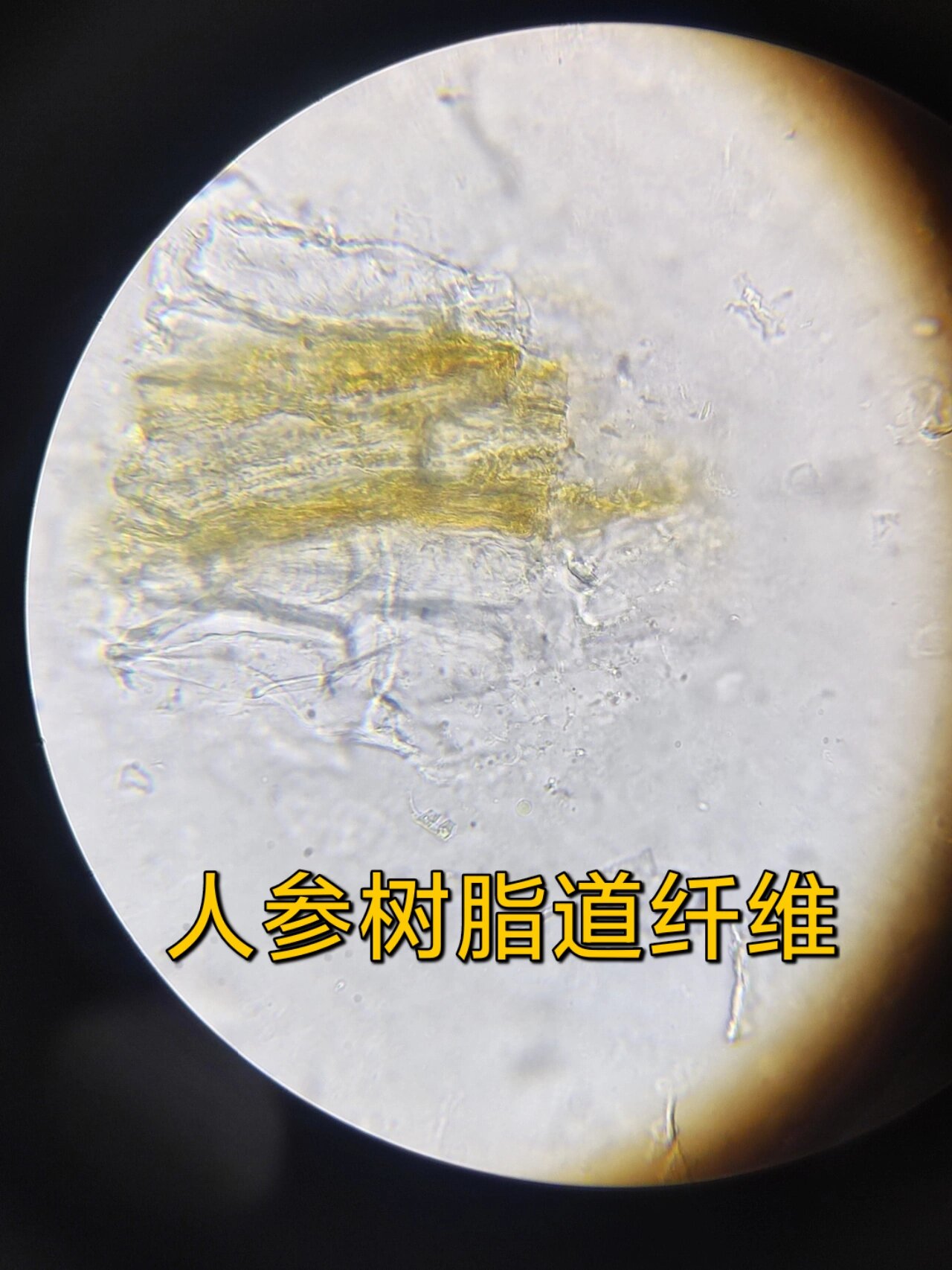 木栓细胞表面为方形或多角形,壁细波状弯曲甘草淡棕黄色