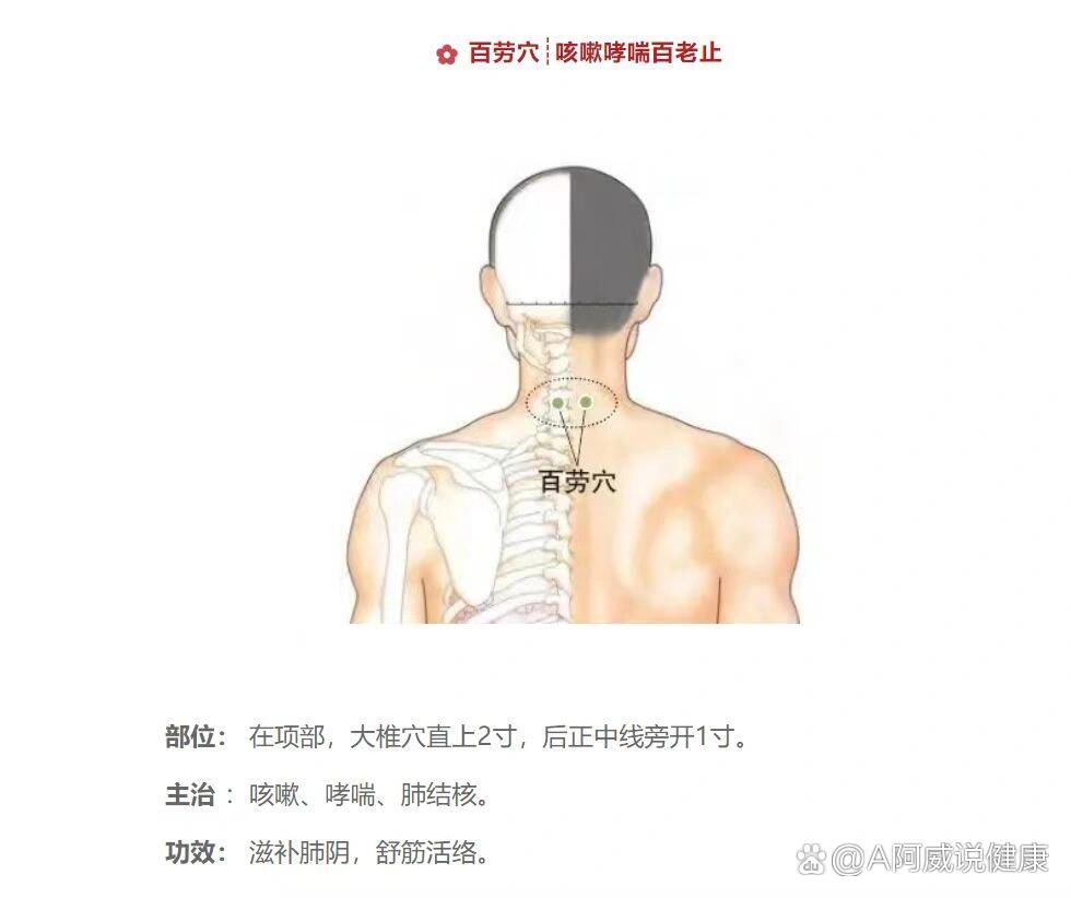 颈百劳的准确位置图图片