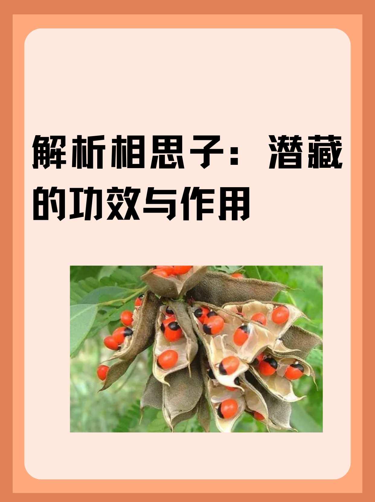 解析相思子:潜藏的功效与作用