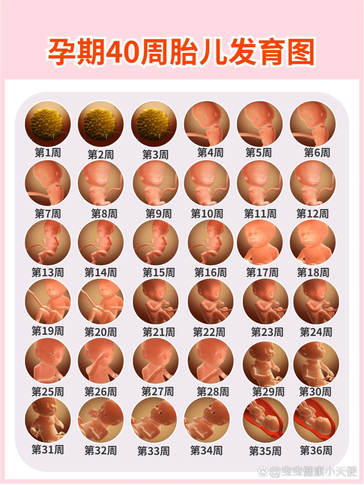 怀孕1-40周胎儿发育过程变化图,孕期必备
