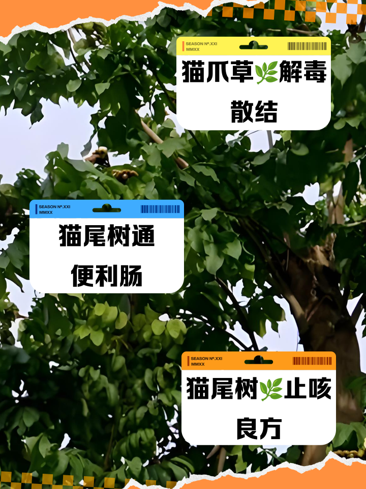 猫尾树的功效与作用
