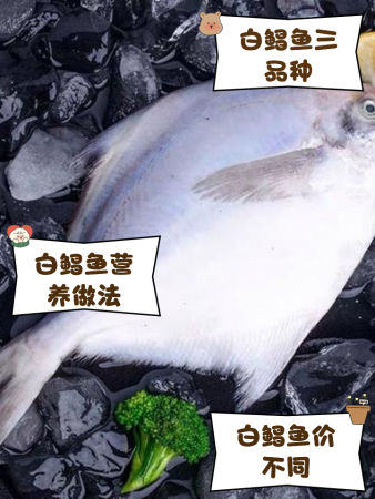 白鲳鱼