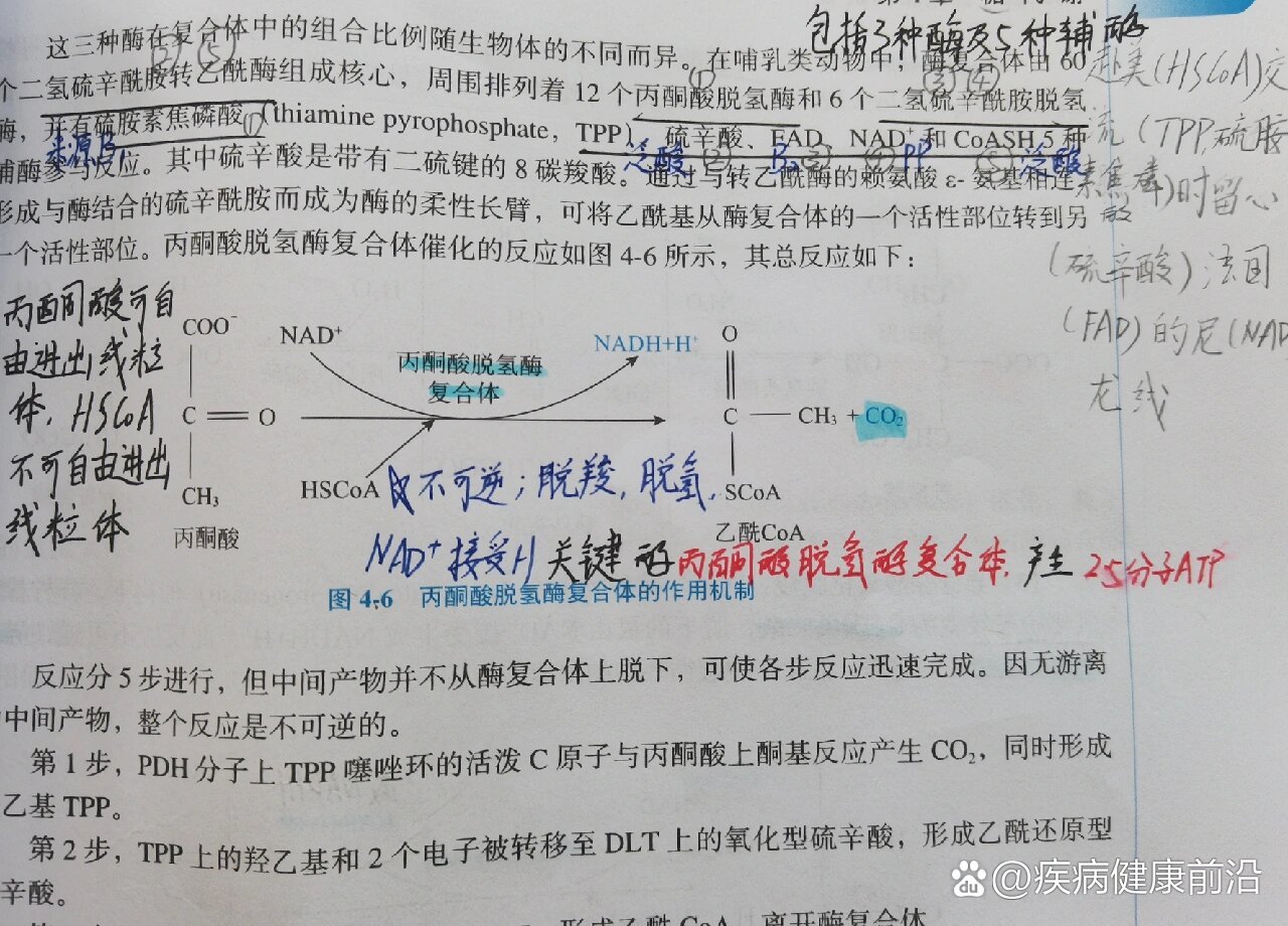 丙酮酸脱氢酶复合体的辅酶口诀