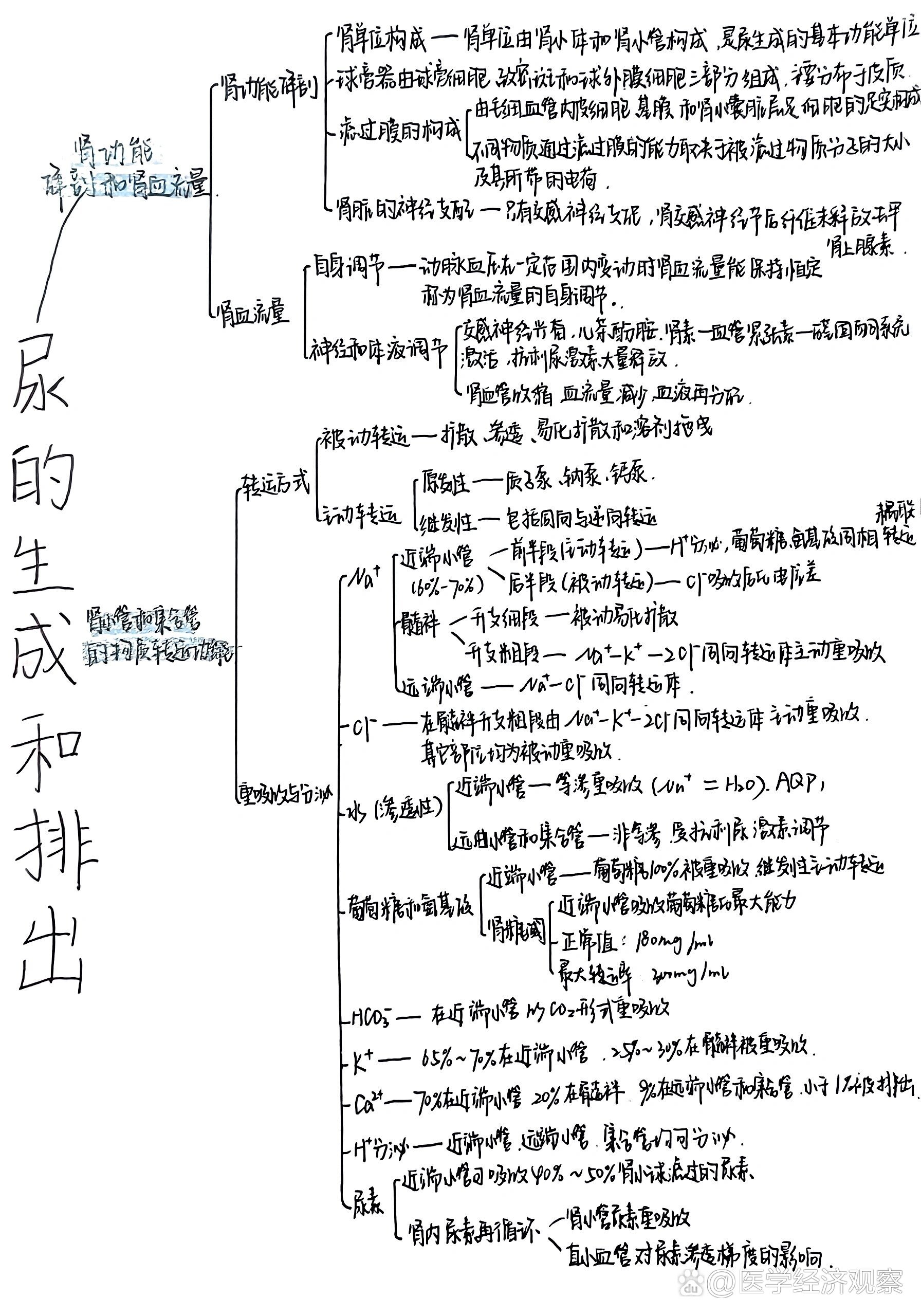 肾脏的结构思维导图图片