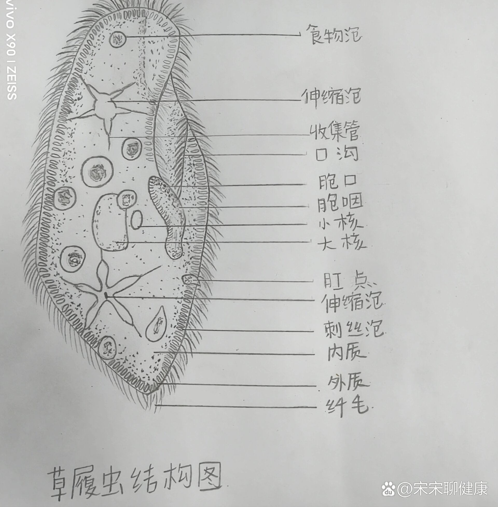 草履虫的手绘图图片