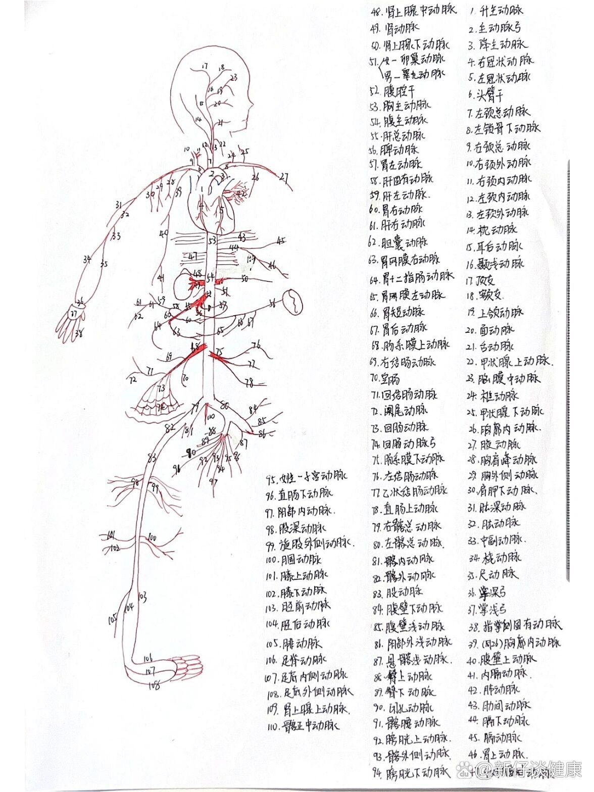手绘全身静脉图图片