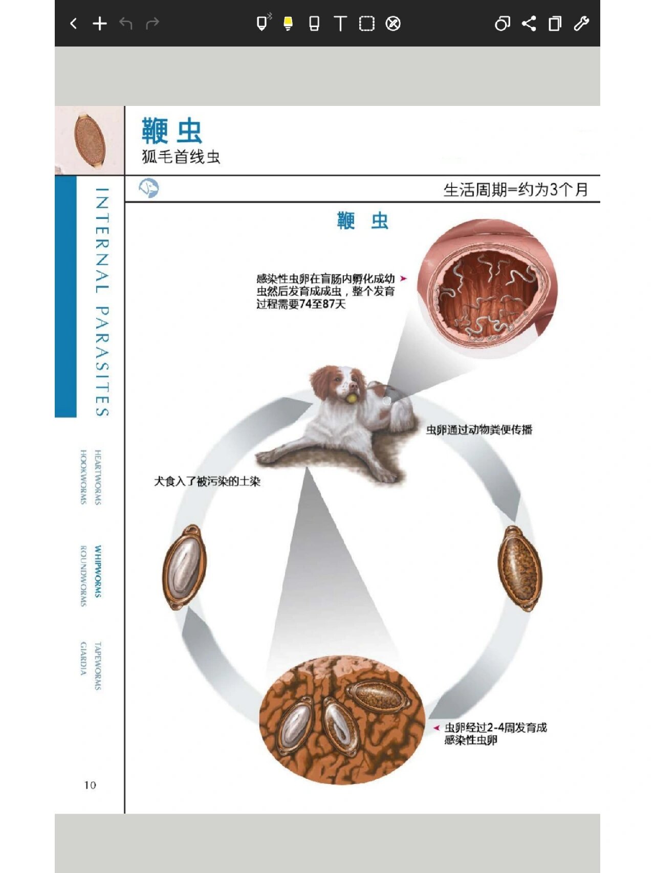 鞭虫排出体外的图片图片