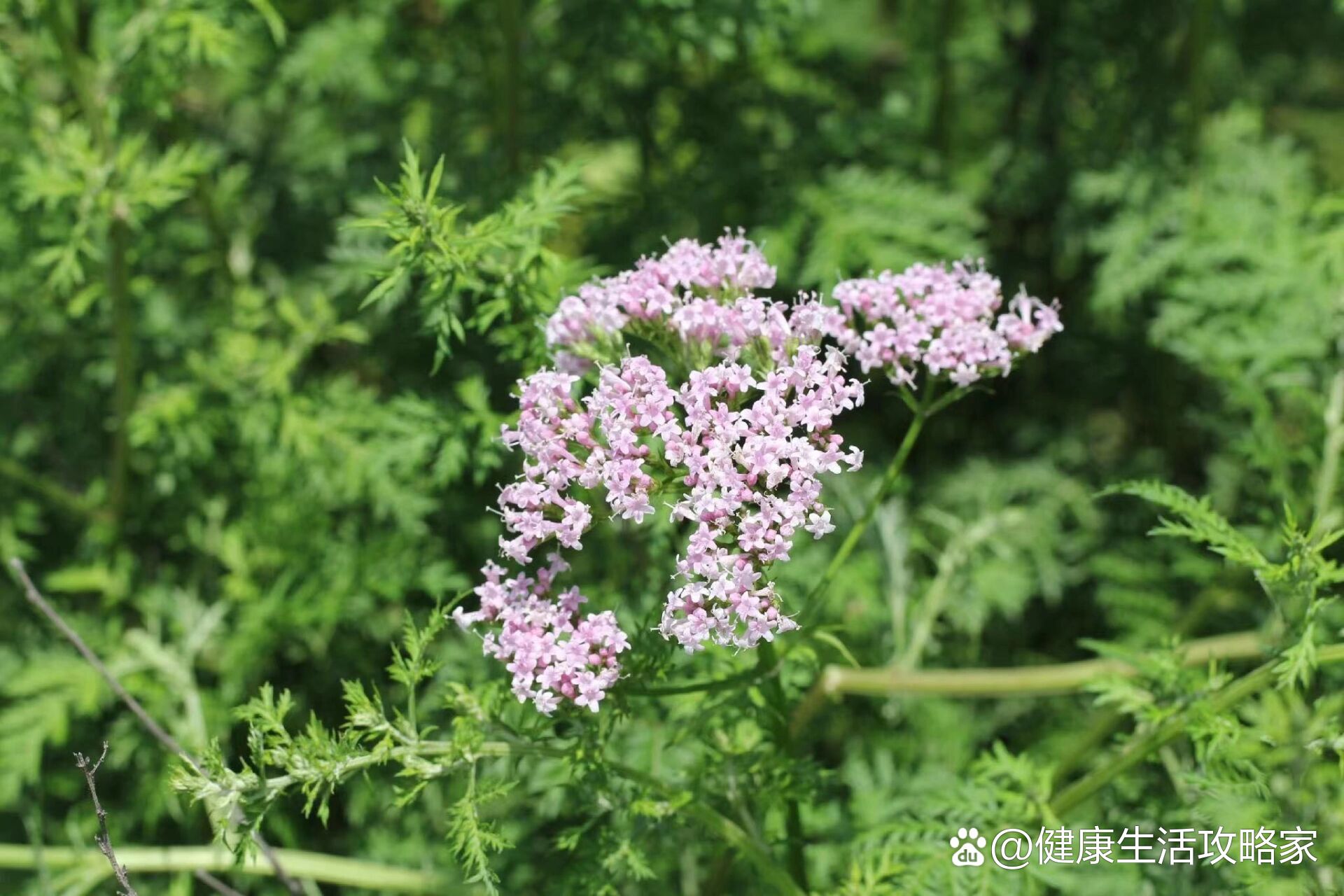 7815有机心叶缬草/蜘蛛香7815