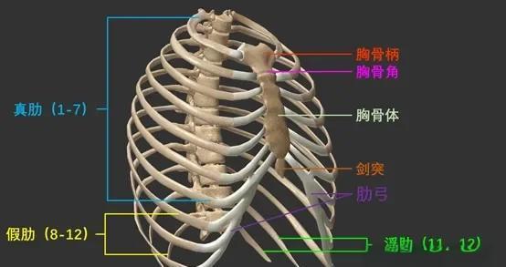 肋骨的那些事儿：真肋、假肋和浮肋