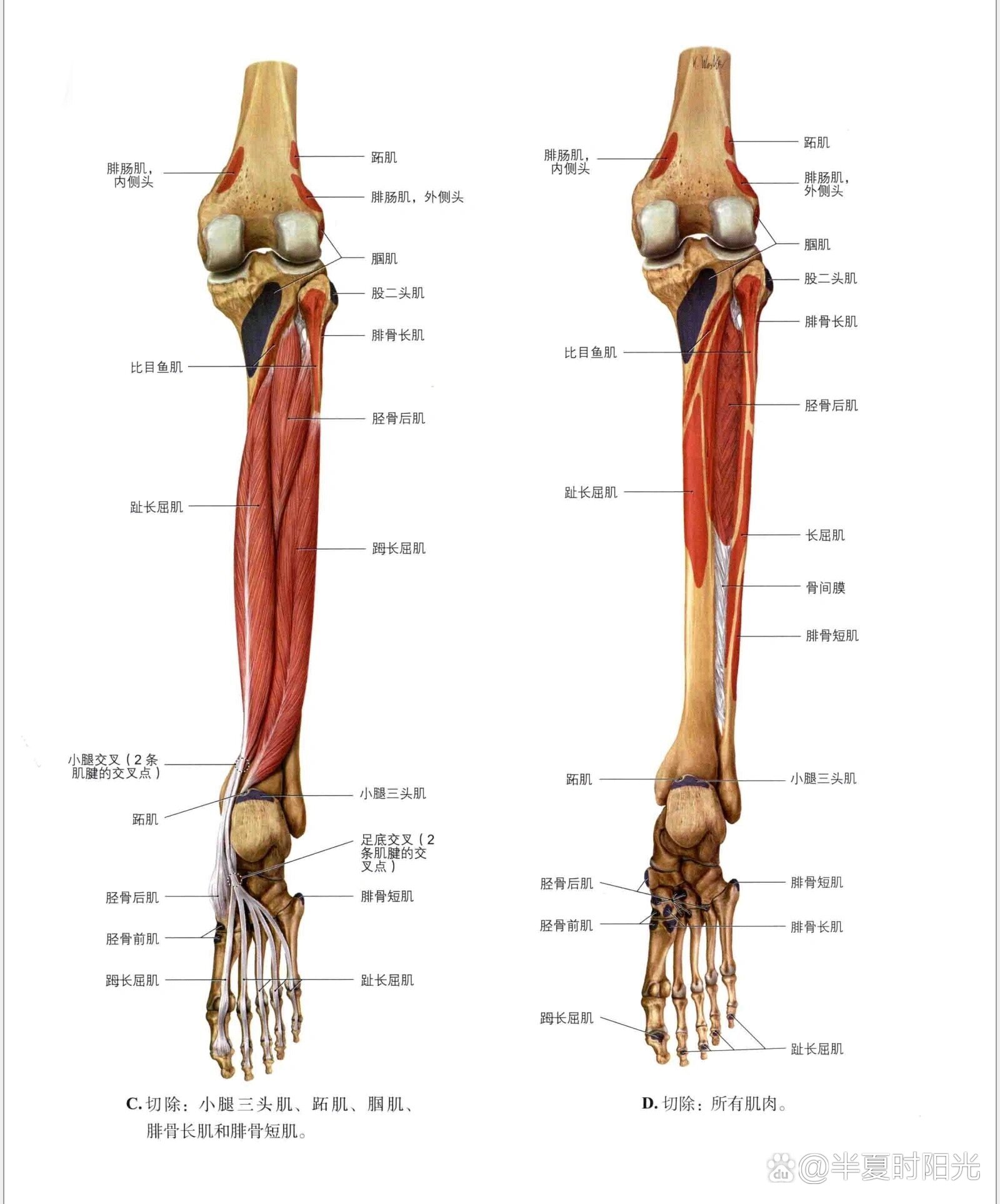 小腿结构图高清图片