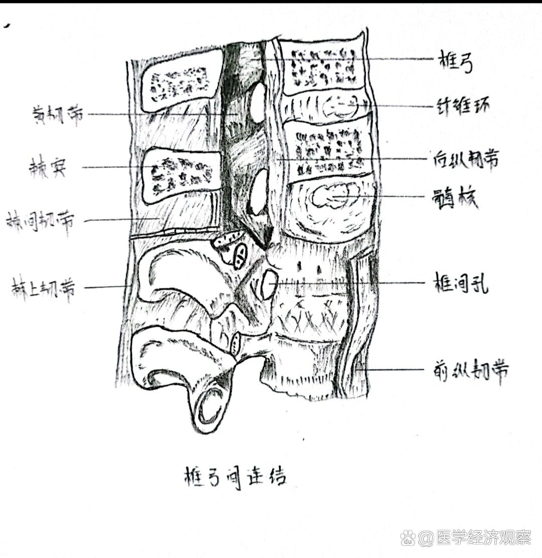 锥体和椎弓图片