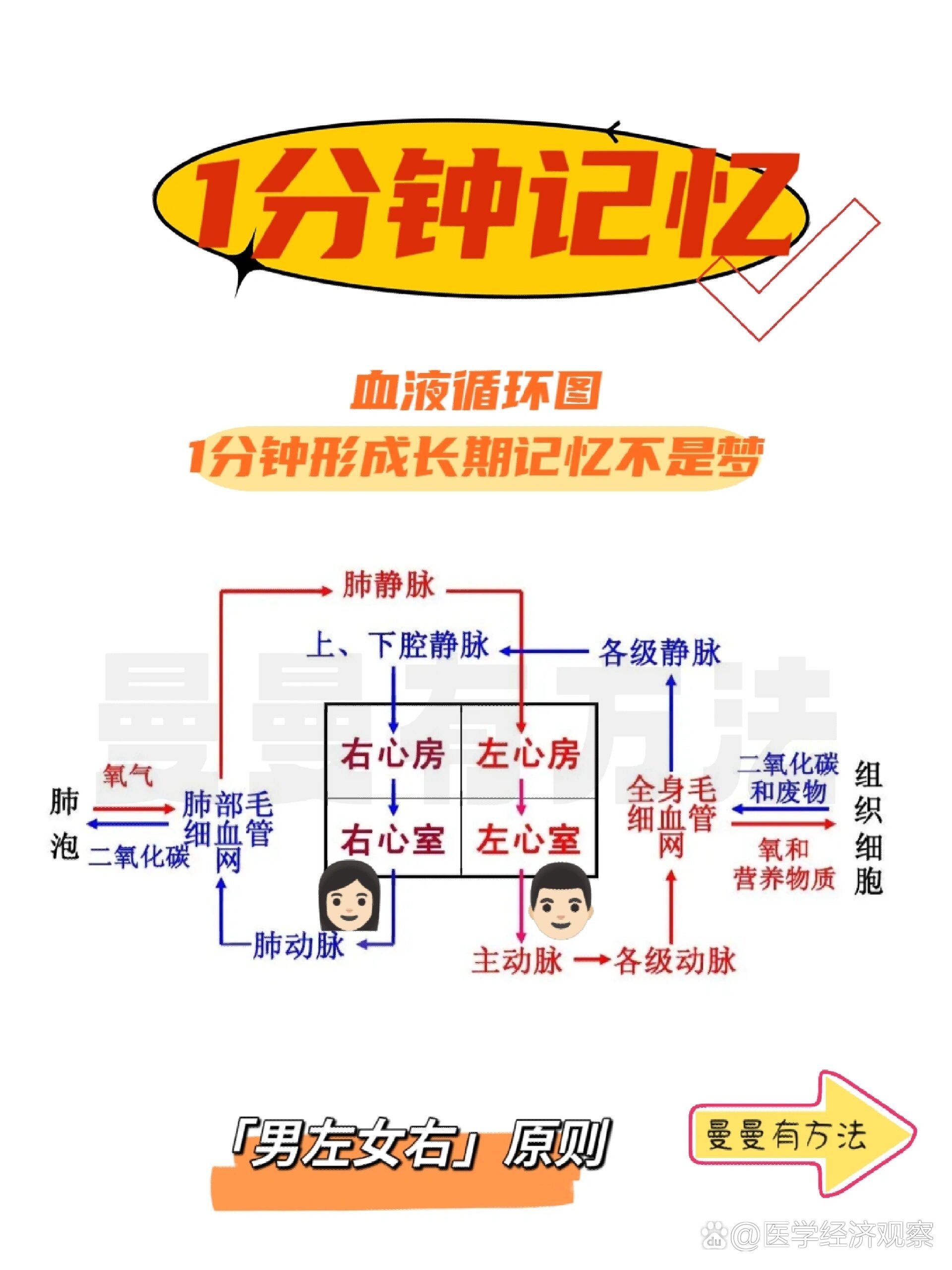 快速记忆‖血液循环过程图‖生物