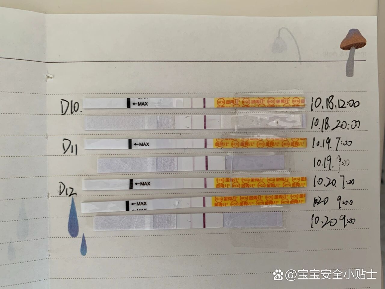 移植12天试纸图片图片