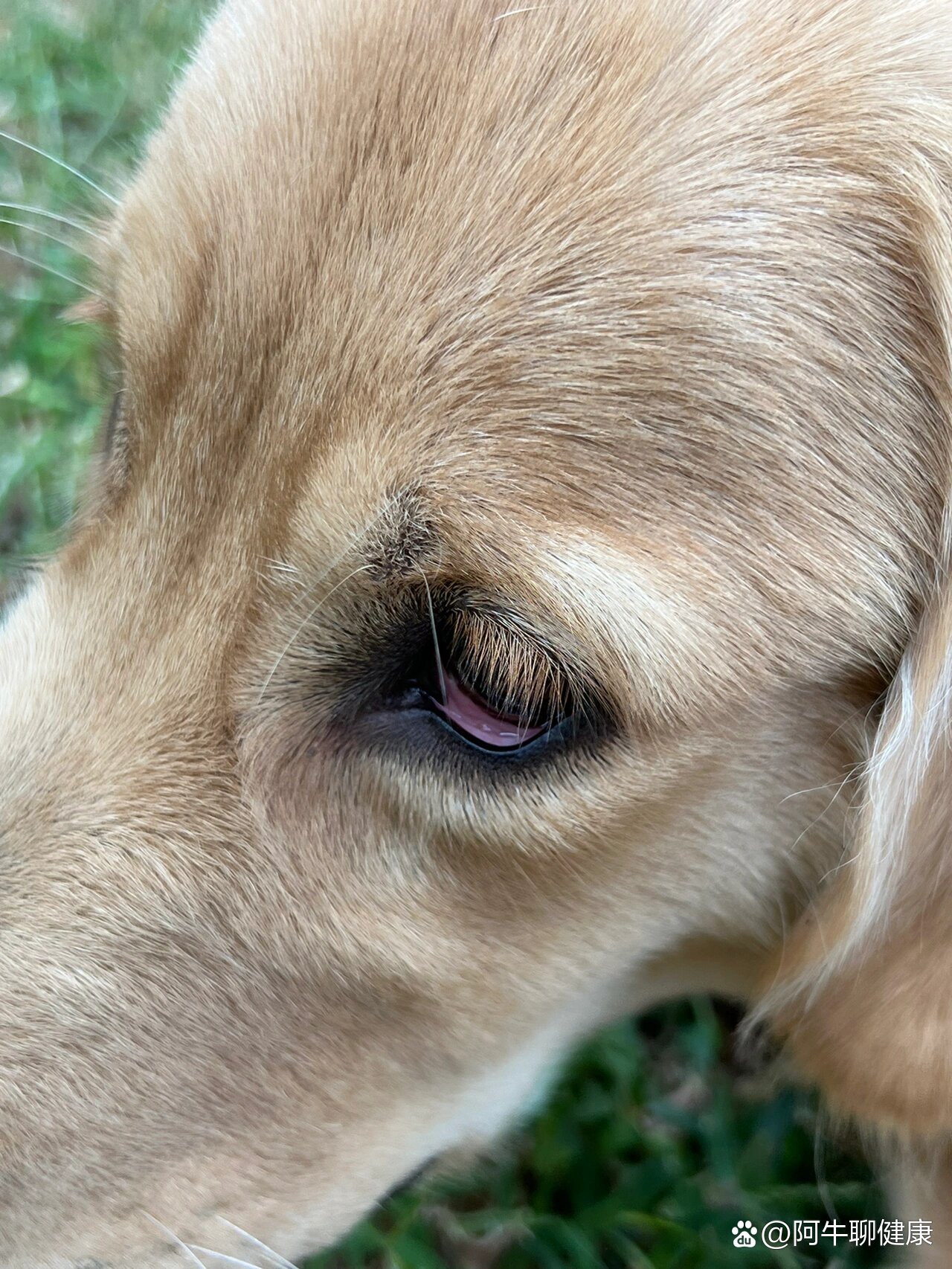 有没有人知道狗狗下眼睑这样是怎么回事?