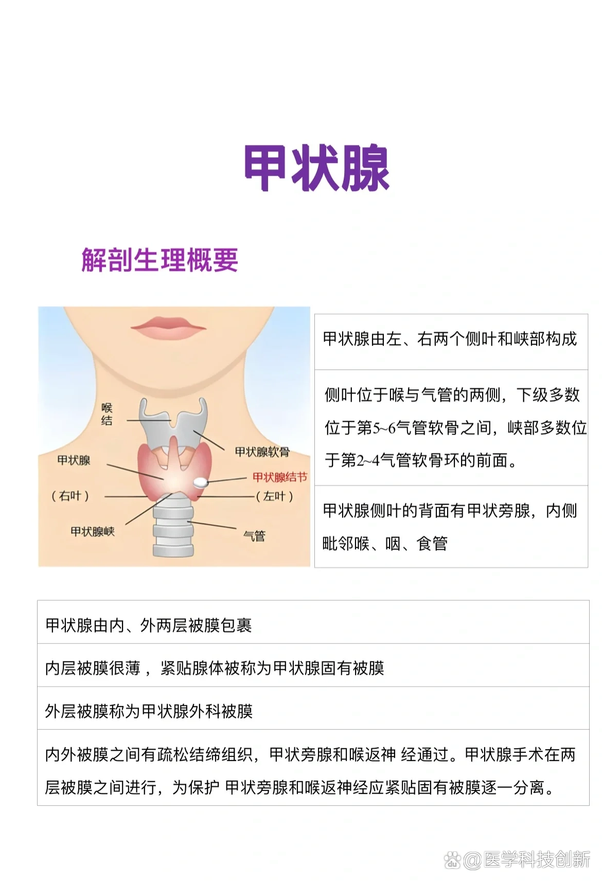 甲状腺周围肌肉解剖图片