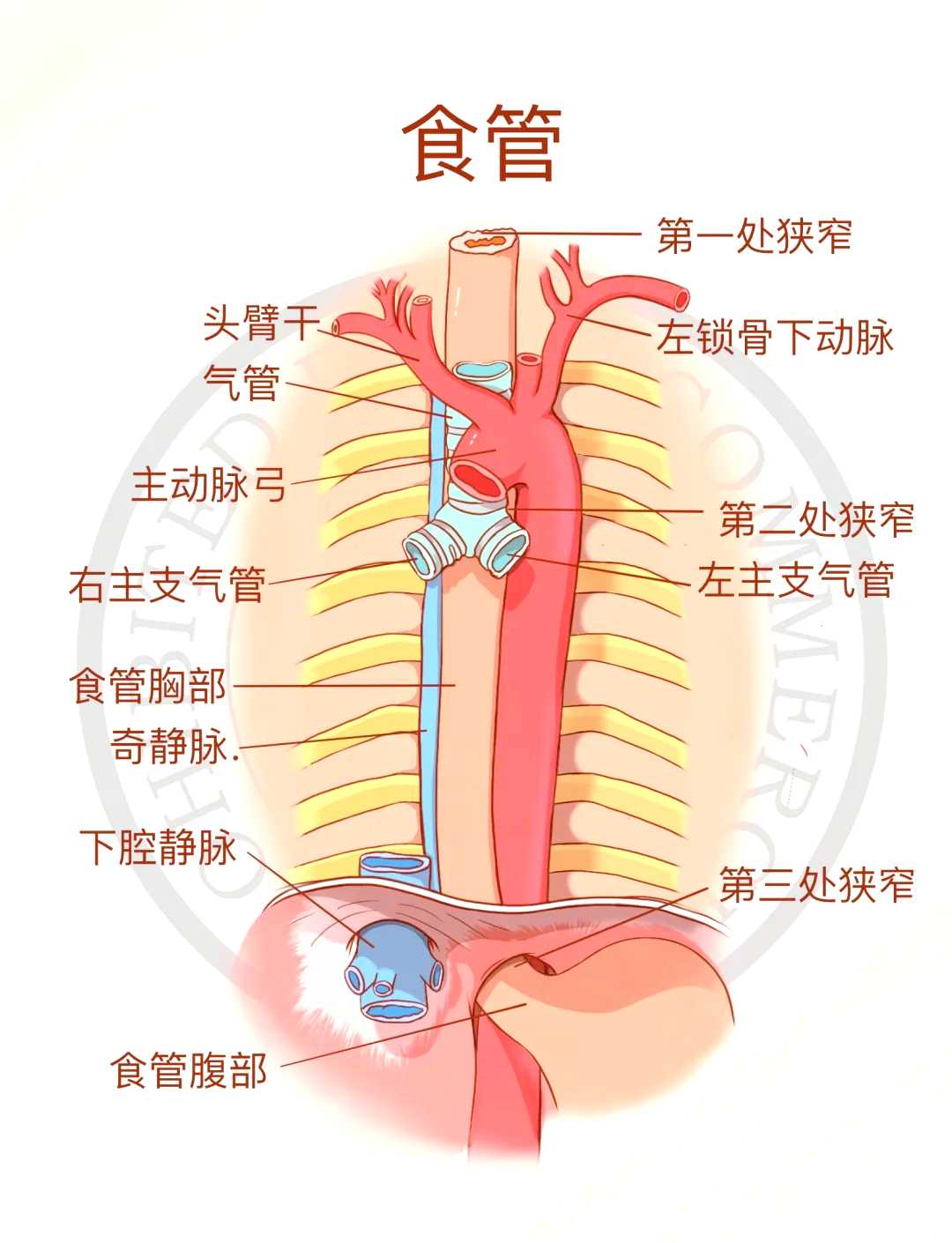 食管结构与3狭，一文懂！