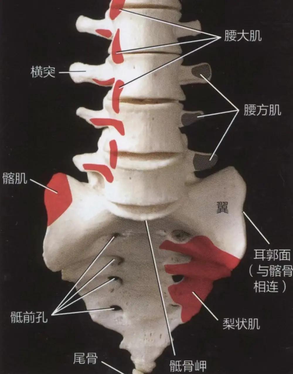 骶骨与尾骨的解剖学详解