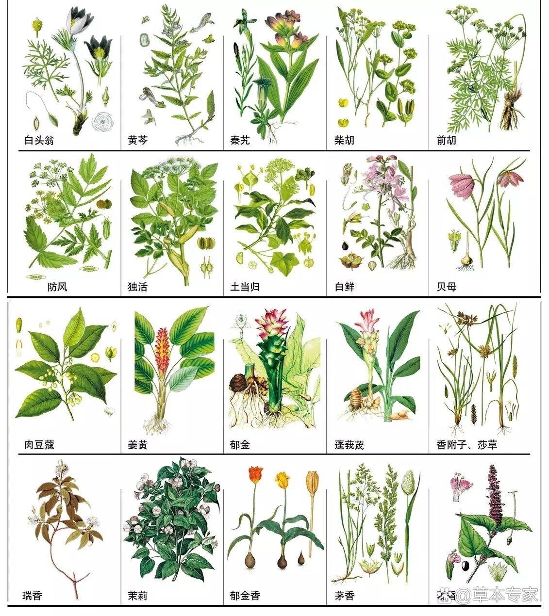 148种中草药简笔画