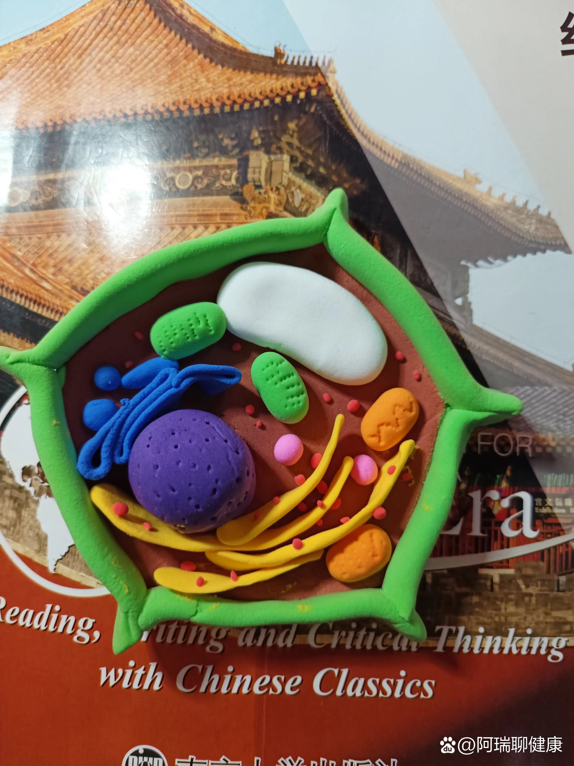  p>植物细胞结构图 br>我的大学作业and我的手工作品 /p>