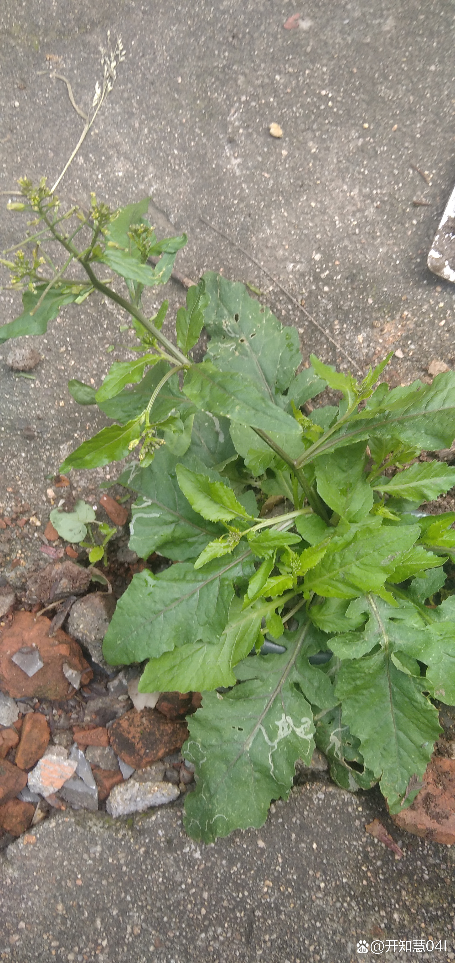 专治呼吸道疾病的草药一一蔊菜