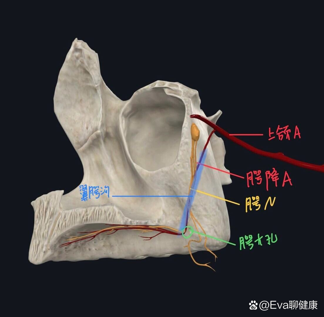 翼腭管&牙槽孔(看图!