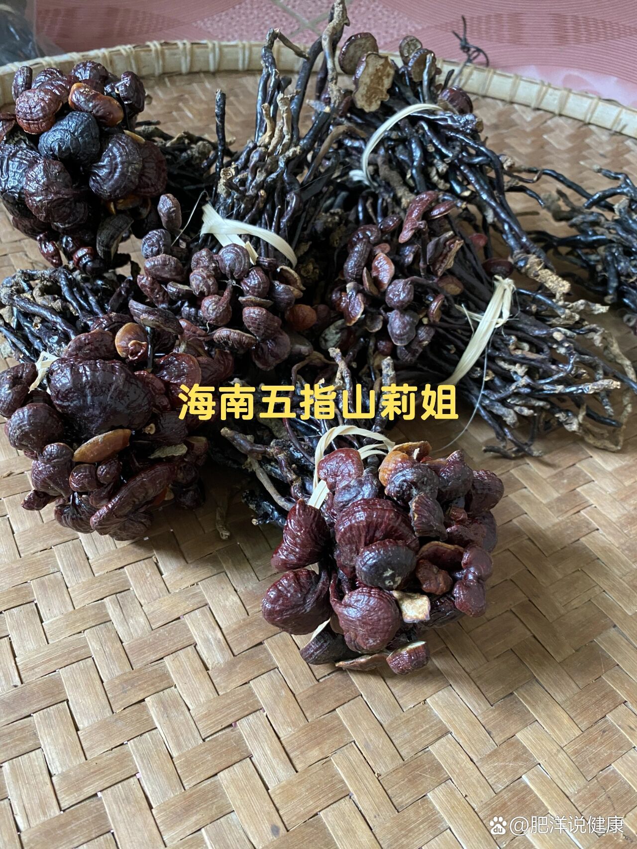 海南灵芝王图片大全图片