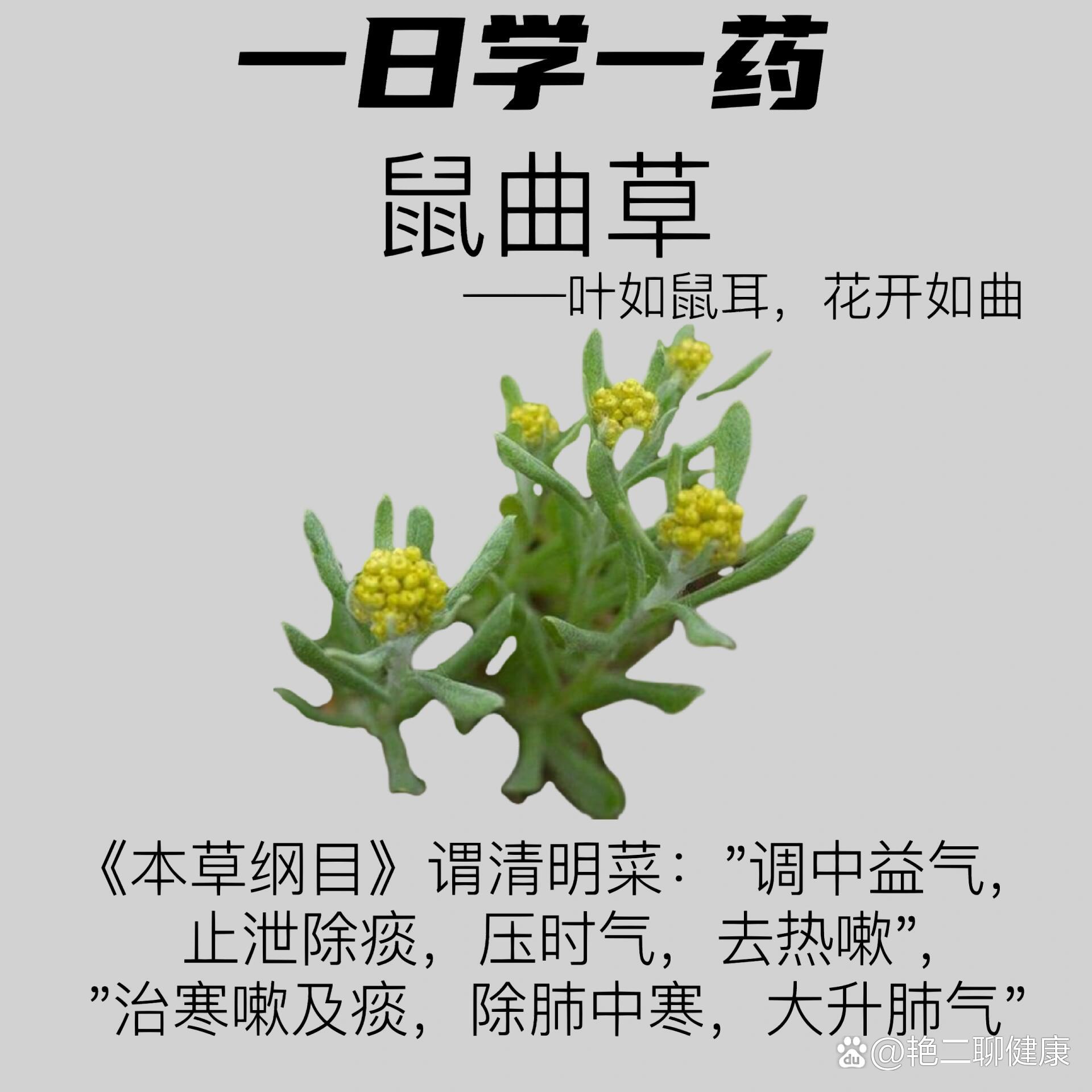  p>一日一药   鼠曲草 br>鼠曲草  br>【别名】:佛耳草,追骨风,田艾