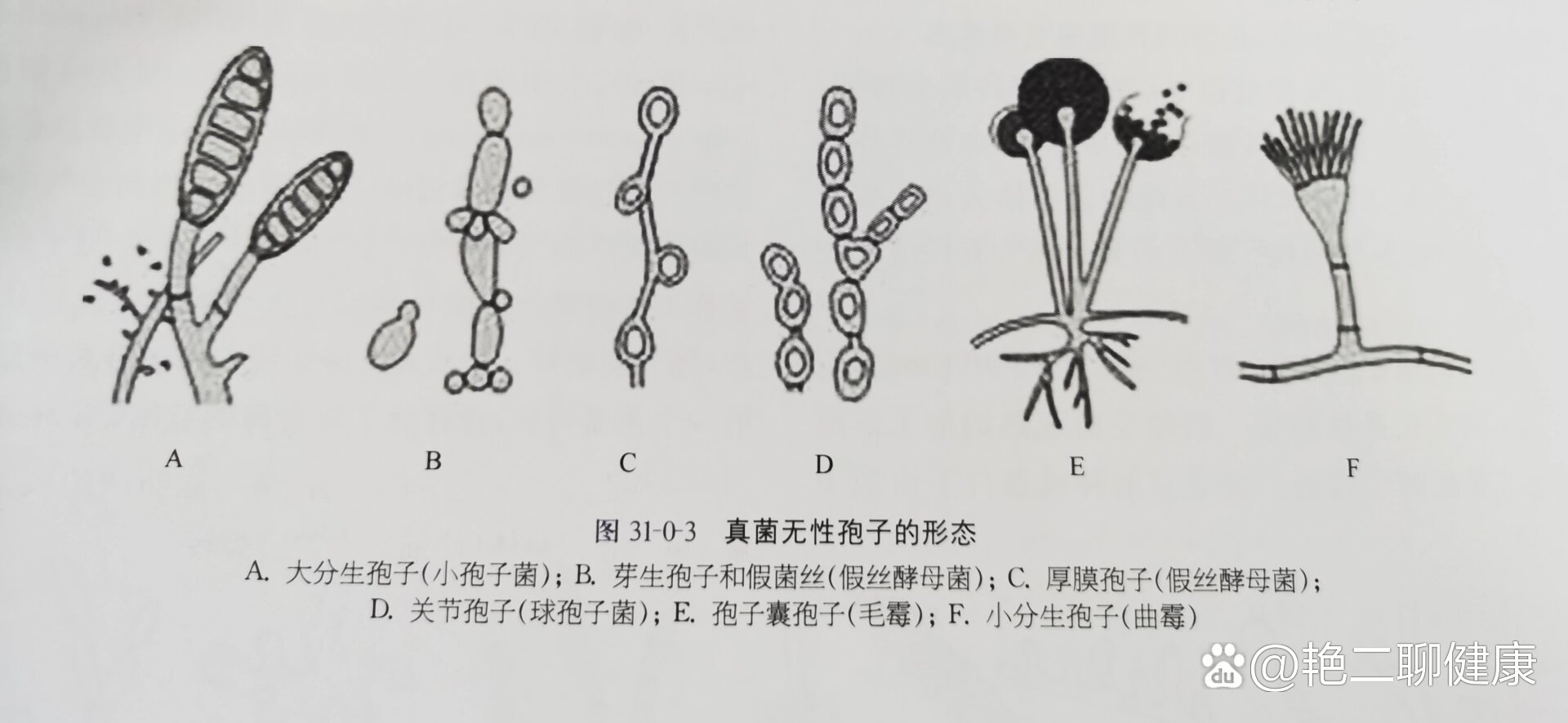 酵母的细胞壁结构图  br