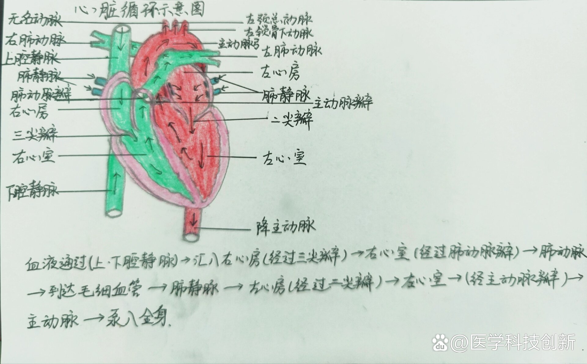 手绘心脏正常切面和循环图