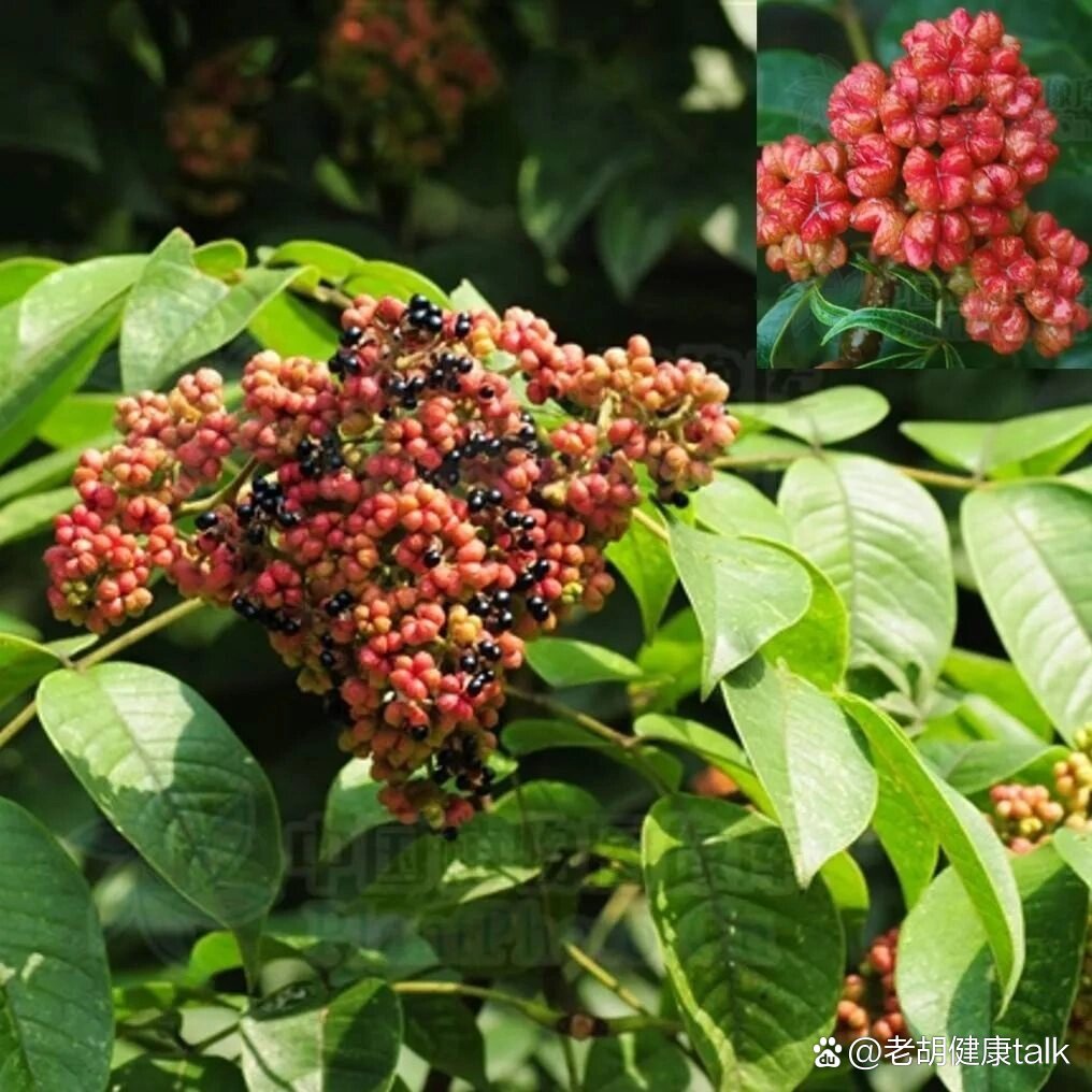 山茱萸与吴茱萸.