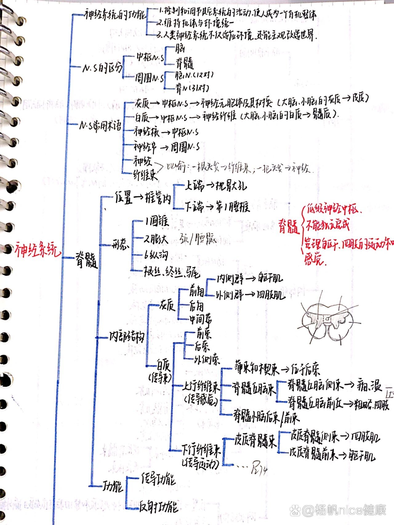 合体解剖图图片